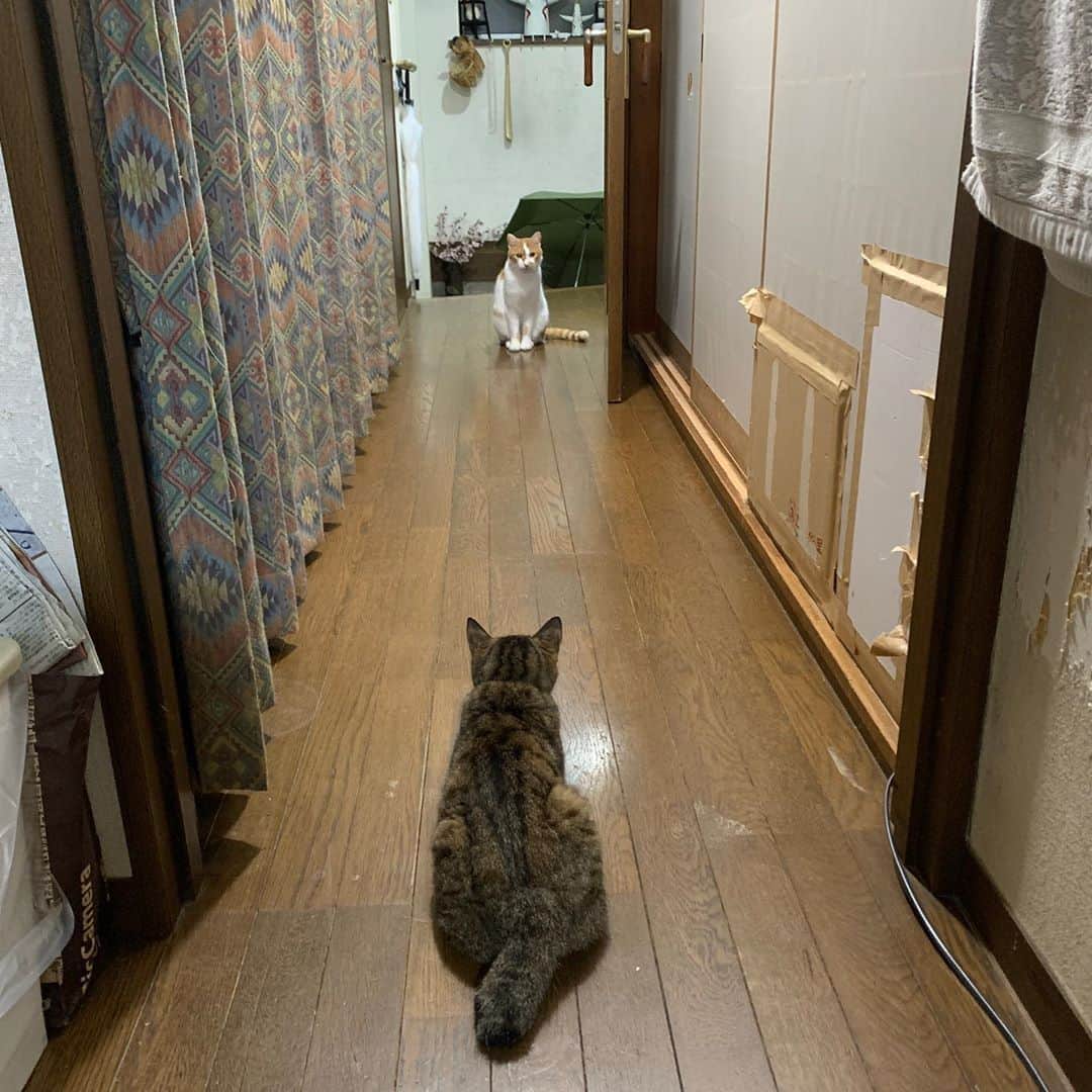 Kachimo Yoshimatsuさんのインスタグラム写真 - (Kachimo YoshimatsuInstagram)「おいなりちゃんとココちゃん Oinari & Cocoa #うちの猫ら #oinari #cocoa #猫 #ねこ #cat #ネコ #catstagram #ネコ部 http://kachimo.exblog.jp」9月12日 22時21分 - kachimo