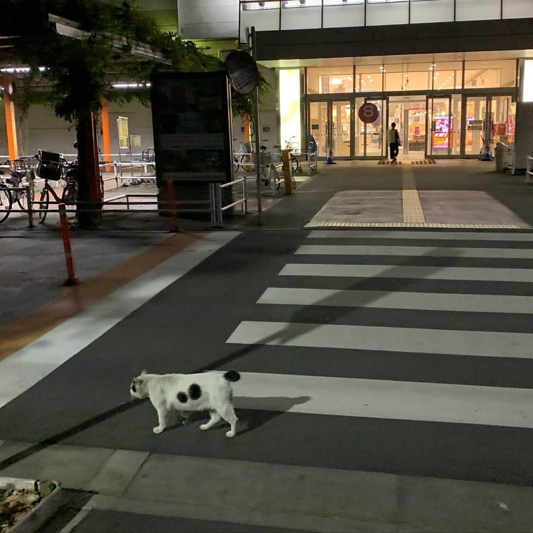 Kachimo Yoshimatsuさんのインスタグラム写真 - (Kachimo YoshimatsuInstagram)「一年前のナナクロ。 Nanakuro a year ago  去年の今頃、ナナクロは、 イオンの駐車場を歩いてました。 先程2枚あげたつもりが、 1枚しか上がってませんでした。  #うちの猫ら #nanakuro #一年前のナナクロ #猫 #ねこ #cat #ネコ #catstagram #ネコ部 http://kachimo.exblog.jp」9月12日 22時32分 - kachimo