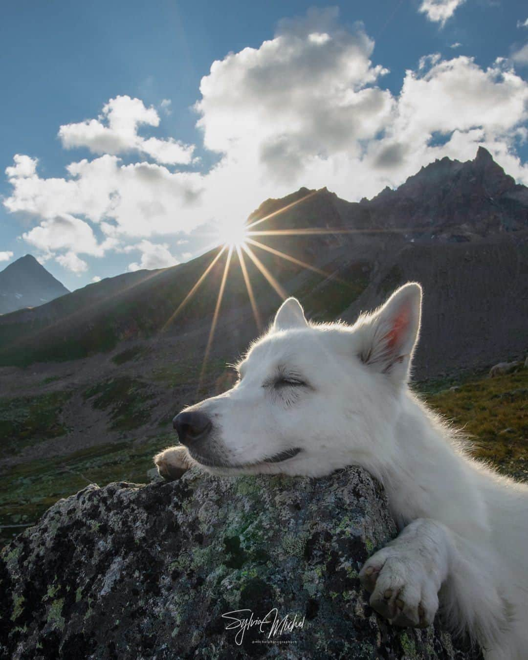 8crapさんのインスタグラム写真 - (8crapInstagram)「Dis my happy napping spot ☺️ - 📷 @rastawhiteshepherd @michelphotography_ch - #barked #dog #doggo #WhiteShepherd」9月12日 23時00分 - barked