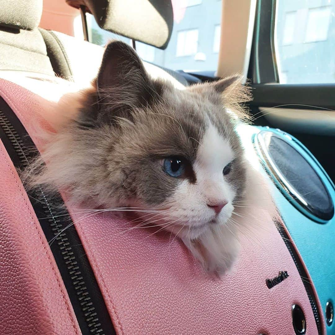 Princess Auroraさんのインスタグラム写真 - (Princess AuroraInstagram)「Bored and tired of being in the car 😴🚗」9月12日 23時16分 - aurorapurr