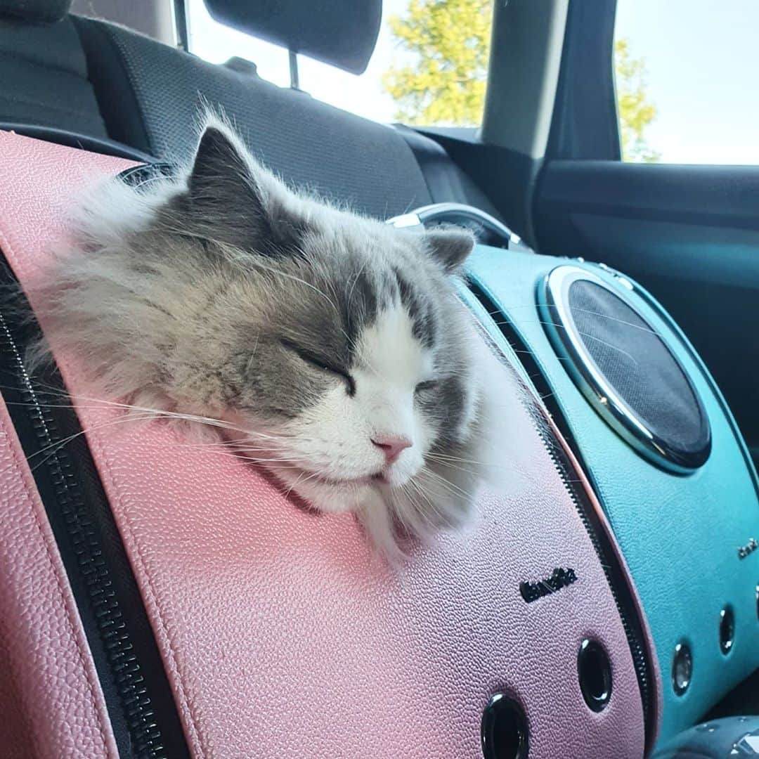 Princess Auroraさんのインスタグラム写真 - (Princess AuroraInstagram)「Bored and tired of being in the car 😴🚗」9月12日 23時16分 - aurorapurr