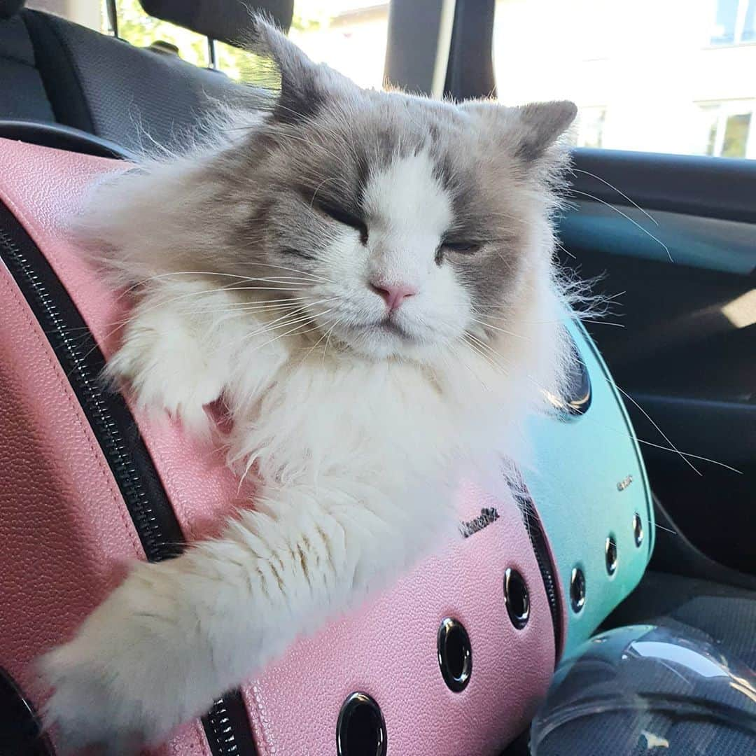 Princess Auroraさんのインスタグラム写真 - (Princess AuroraInstagram)「Bored and tired of being in the car 😴🚗」9月12日 23時16分 - aurorapurr