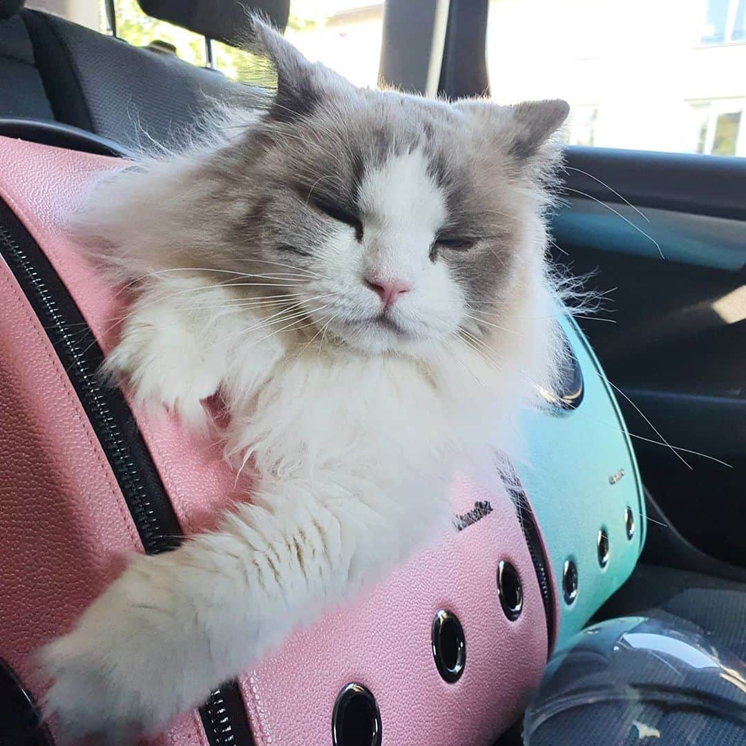 Princess Auroraのインスタグラム：「Bored and tired of being in the car 😴🚗」