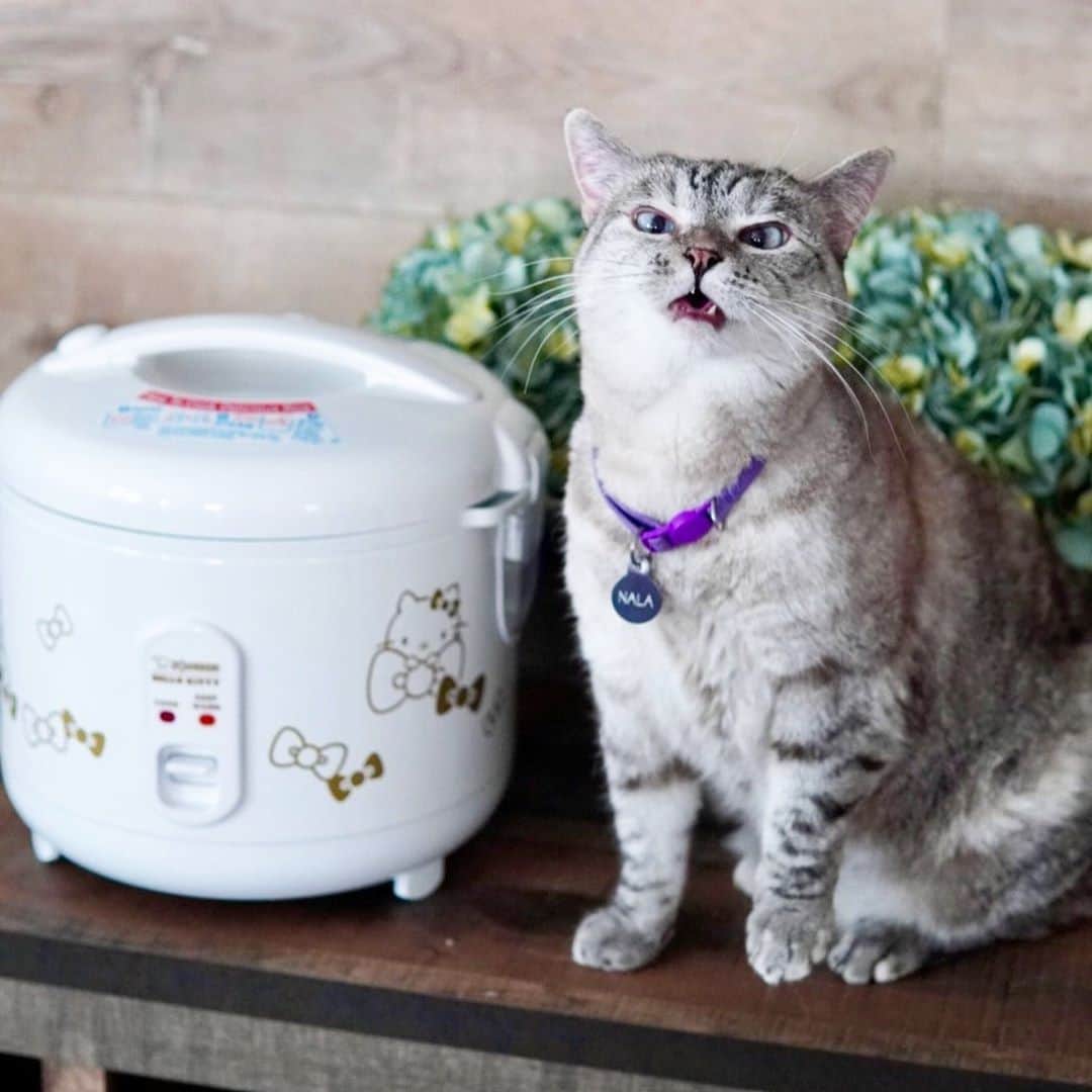 nala_catさんのインスタグラム写真 - (nala_catInstagram)「Thank you @zojirushiamerica for my Limited Edition Hello Kitty rice cooker! #zojirushixhellokitty  The Zojirushi x Hello Kitty Automatic Rice Cooker & Warmer features gold Hello Kitty graphics. The 5.5 cup cooker has easy one-touch operation; just add the rice and water and turn it on! It's that easy! The lid locks tight to keep moisture in and has a built-in handle that makes it easy to open and close the rice cooker. This appliance is Limited Edition, available online and in select Sanrio stores!」9月12日 23時29分 - nala_cat