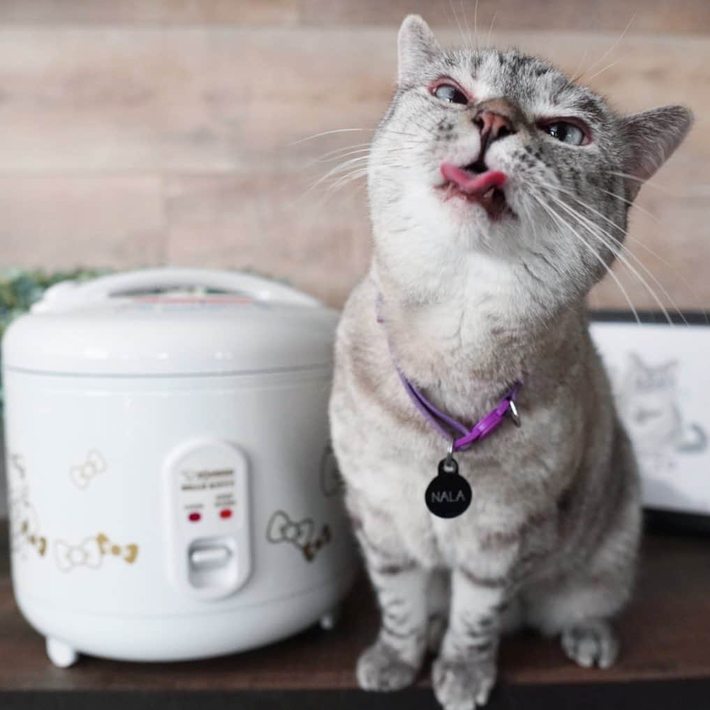 nala_catさんのインスタグラム写真 - (nala_catInstagram)「Thank you @zojirushiamerica for my Limited Edition Hello Kitty rice cooker! #zojirushixhellokitty  The Zojirushi x Hello Kitty Automatic Rice Cooker & Warmer features gold Hello Kitty graphics. The 5.5 cup cooker has easy one-touch operation; just add the rice and water and turn it on! It's that easy! The lid locks tight to keep moisture in and has a built-in handle that makes it easy to open and close the rice cooker. This appliance is Limited Edition, available online and in select Sanrio stores!」9月12日 23時29分 - nala_cat