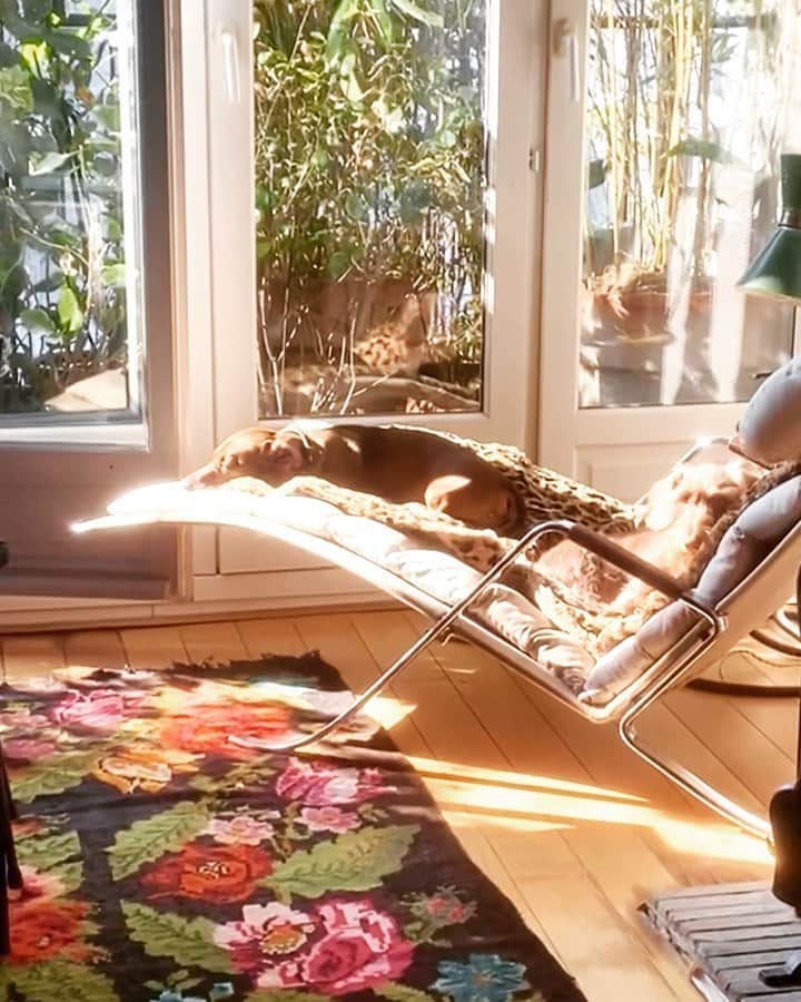 のインスタグラム：「Sunny Saturday afternoon at home with the puppies sunbathing on the long chair. Total recklessness of Jules and Jim is making me happy @dingo.jules.jim #daschund are the best company」