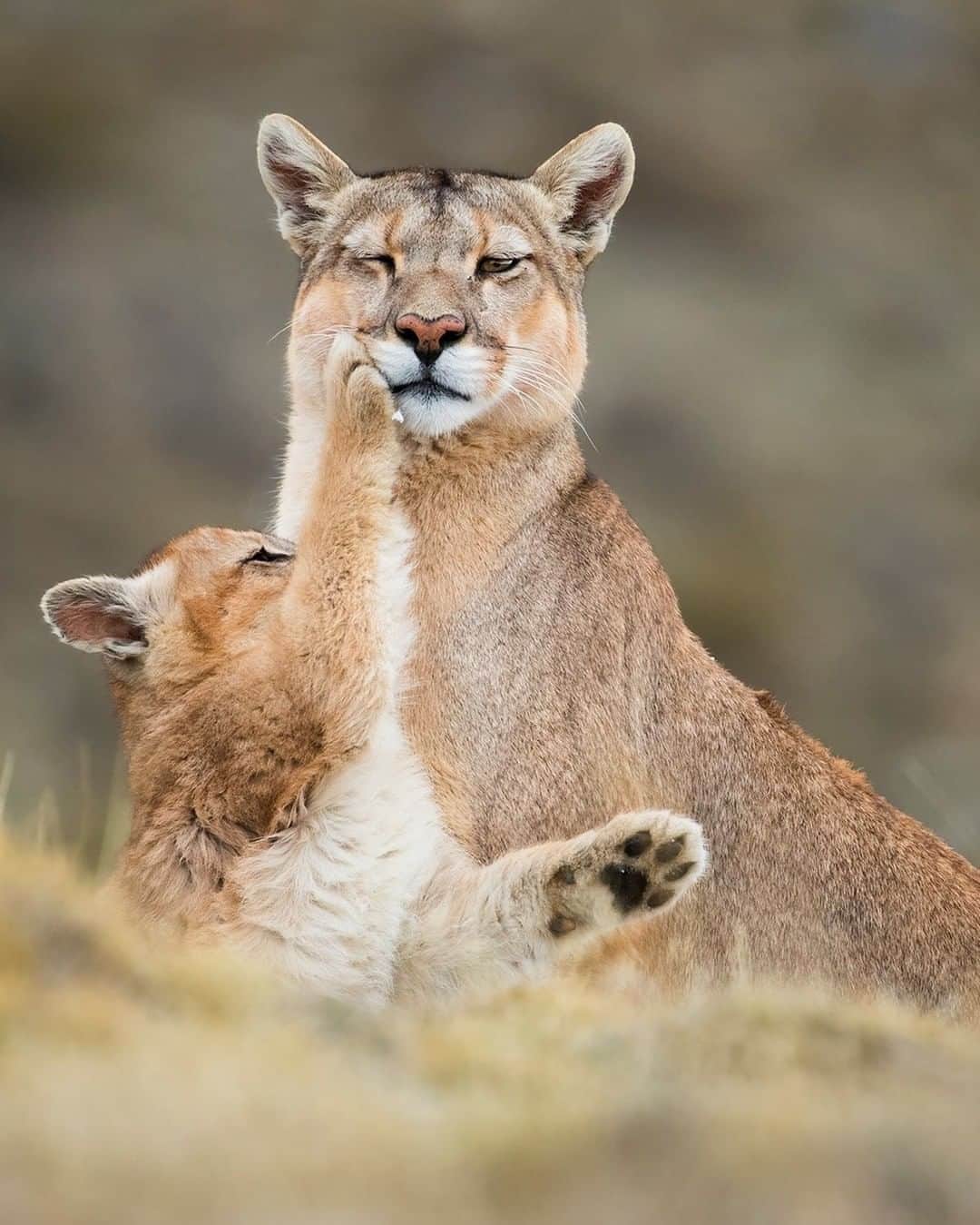 Discoveryさんのインスタグラム写真 - (DiscoveryInstagram)「A playful moment between a 4 month old Puma kitten and mom. Touch is important in social bonding between a Puma mother and young. Pumas rely mainly on vision, smell, and hearing, They use low-pitched hisses, growls, purrs, yowls, and screams in different circumstances. Loud, chirping whistles by young serves to call the mother. I spent about a week following this beautiful cat family of a mother and her 4 kittens near Torres Del Paine, Chile. These beautiful wild cats where completely calm in my presence, accepted me into their world and allowed me to capture some unique moments.  Caption + Photo: Amit Eshel (@siberianart)  #puma #parenting #bigcatsofinstagram #momlife #chile #wildcats #wildlife_perfection #catlovers #naturephotography」9月12日 23時38分 - discovery