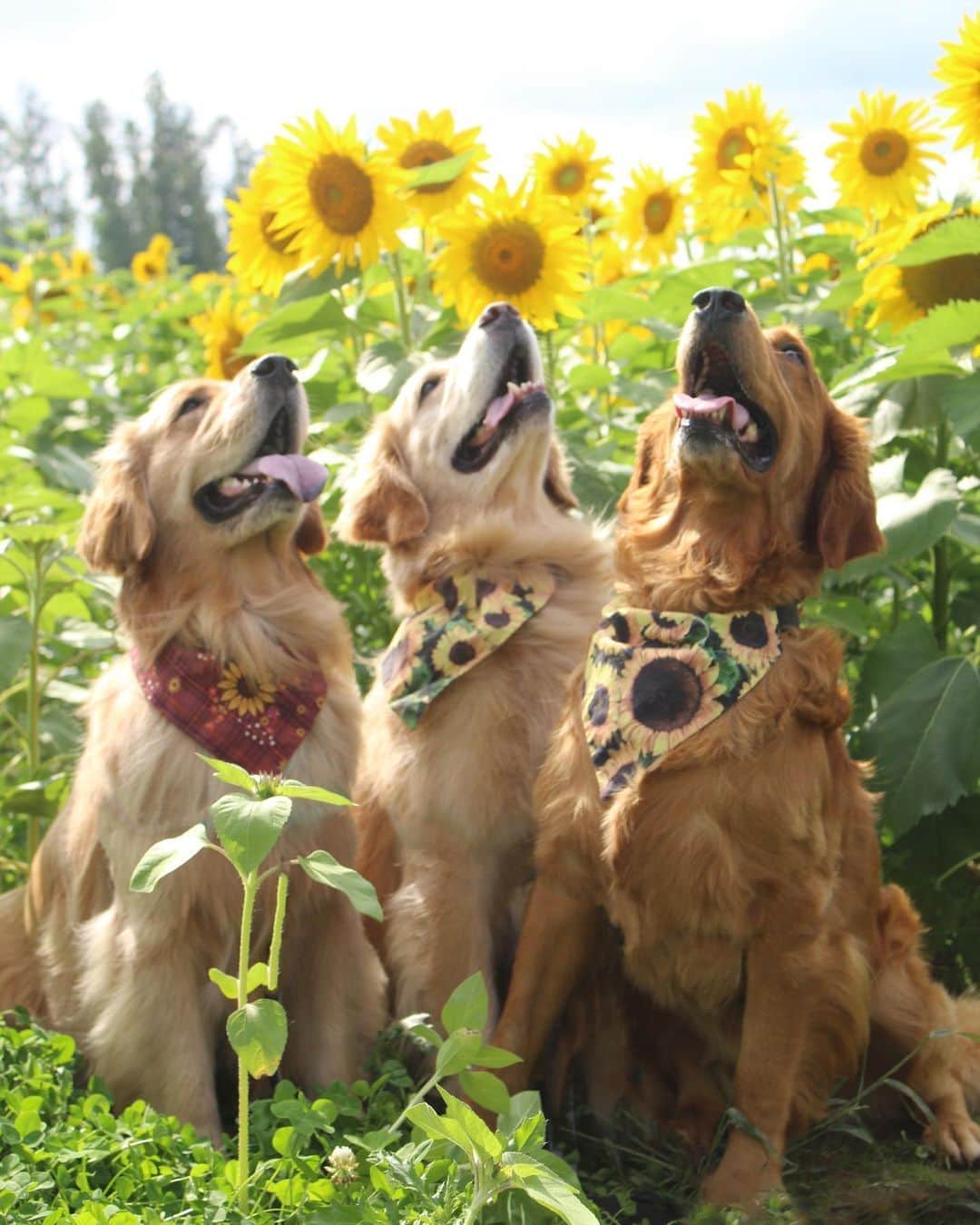 モヒートさんのインスタグラム写真 - (モヒートInstagram)「Yesterday was so fun. Mom took us to this beautiful place called #mariasfieldofhope 🌻 @prayersfrommaria is an organization dedicated to funding research childhood Gliomas.   Mom thinks we are the prettiest sunflowers in the field, what do you think?   #prayersfrommaria #sunflower #sunflowers #sunshine #goldenretriever #goldensofig #rescuedogsofinstagram #rescuedog #dog #dogstagram #dogsofinsta #siblings #siblinglove #fall #sun #happy #smile #adorable #cleveland #dogsofcle #ratemydog #thedodo #petsbringustogether #clevelandohio」9月12日 23時48分 - mojito_rose_family