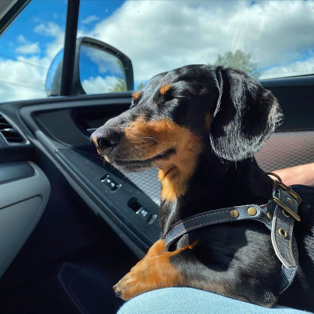 Crusoe the Celebrity Dachshundのインスタグラム：「“UPDATE: I am feeling and acting my usual happy self, but unfortunately we did have a setback.. Two weeks ago we did a test and my enzymes had shot way back up 😕 But then a test yesterday had them back down a bit again (although not as low as they were before that). So anyway, seems we’re still not done with this 😞. But we’re thankful I am still feeling good, and thankful to be working with some of the top liver experts at @cornellvet to help us through this, as well as @guelphanimalhospital and @ottawaveterinaryhospital and all our fans as well for your love and support ❤️. Still confident we’ll get this settled, but hoping for some more steady improvement.” ~ Crusoe」