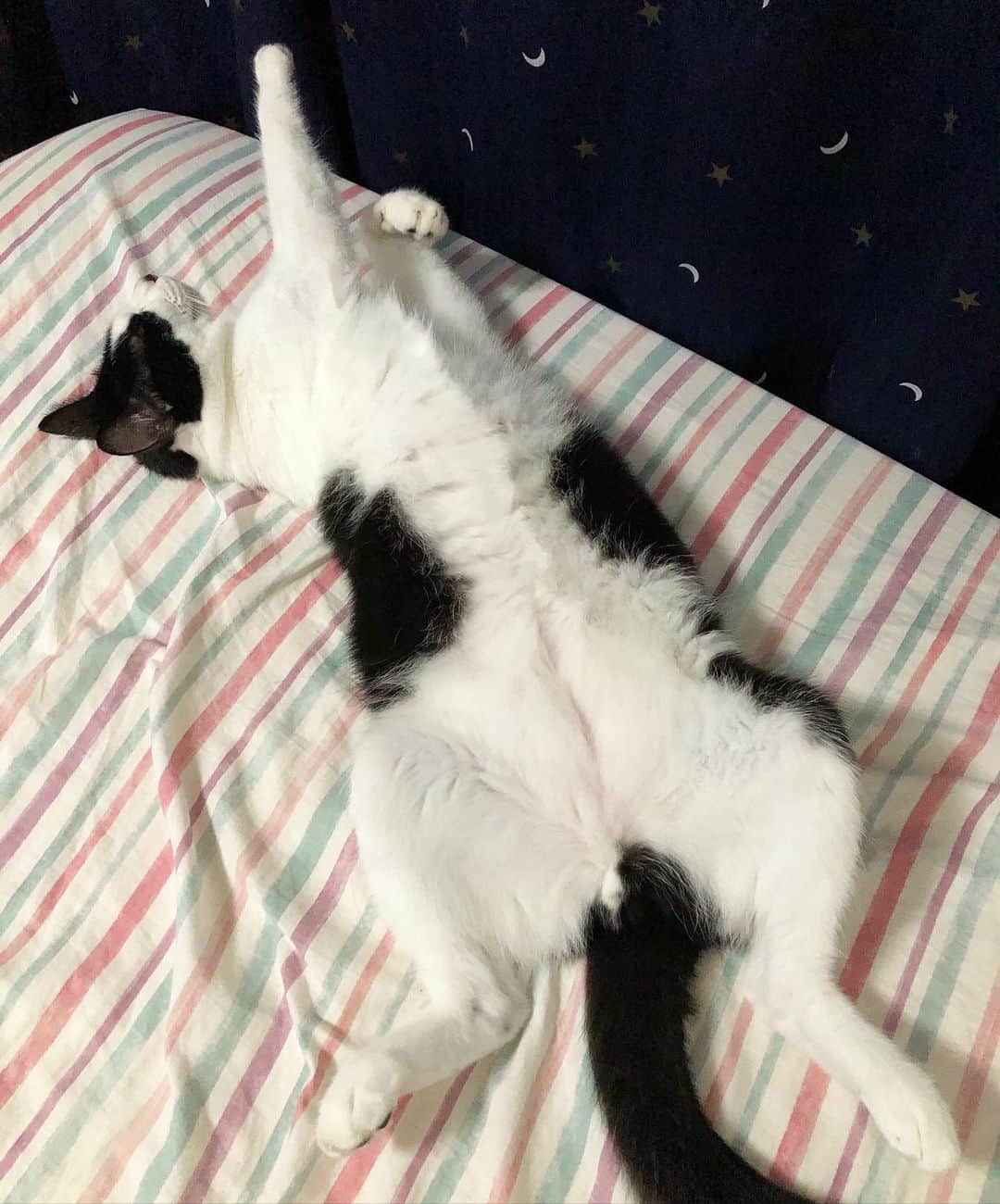 ぽんずのインスタグラム：「パンチか、はたまた飛び立つのか。  #ねこ#猫#cat#猫好き#親バカ#はちわれ#ハチワレ#はちわれ猫#ハチワレ猫#白黒猫部#にゃんすたぐらむ#ilovecat#猫大好き#うちの猫自慢#白黒猫 #我が家のぽんずくん #ちゅーちゅー妖怪」