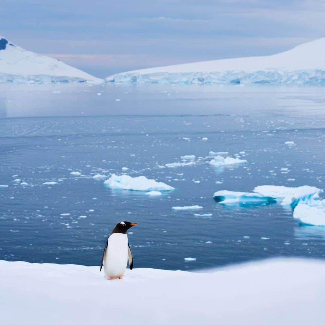 Discover Earthさんのインスタグラム写真 - (Discover EarthInstagram)「Don't you love the clumsiness that penguins can demonstrate ? 🐧 "Missing my penguins from Antarctica earlier this year. Here are some images of great memories." 🇦🇶 #discoverantarctica with @albertdrosphotography  #penguins #clumsy #antarctica」9月13日 0時30分 - discoverearth
