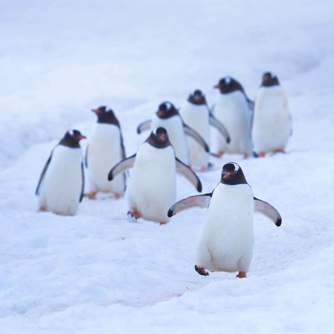 Discover Earthさんのインスタグラム写真 - (Discover EarthInstagram)「Don't you love the clumsiness that penguins can demonstrate ? 🐧 "Missing my penguins from Antarctica earlier this year. Here are some images of great memories." 🇦🇶 #discoverantarctica with @albertdrosphotography  #penguins #clumsy #antarctica」9月13日 0時30分 - discoverearth