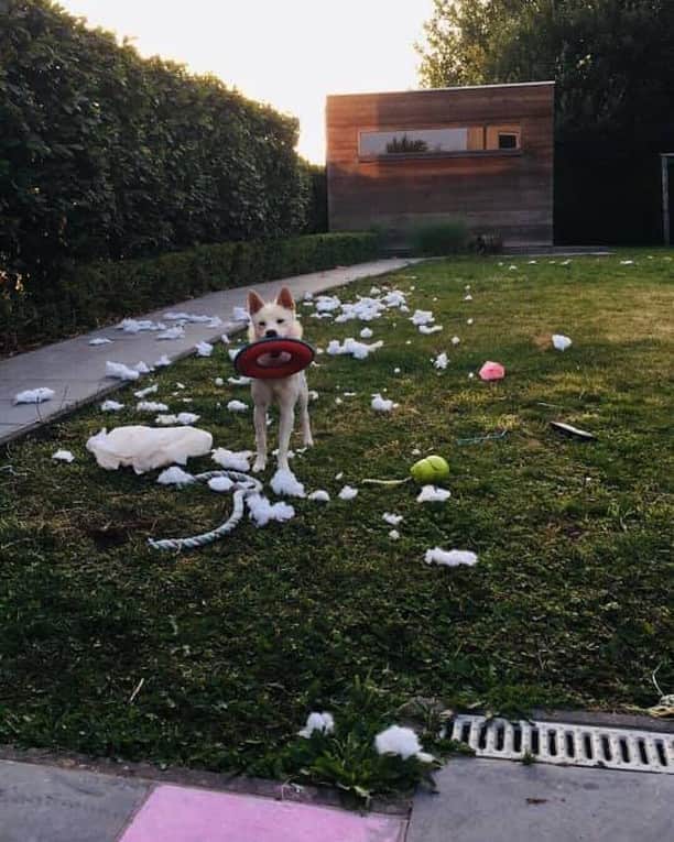 8crapさんのインスタグラム写真 - (8crapInstagram)「Have a dog they said. It’ll be fun they said. - Want to get featured like her? Join “The Barked Club” on FACEBOOK and post something now! 👉 barked.com - 📷 Robin An Stijfhals  FB - #TheBarkedClub #barked #dog #doggo」9月13日 1時00分 - barked