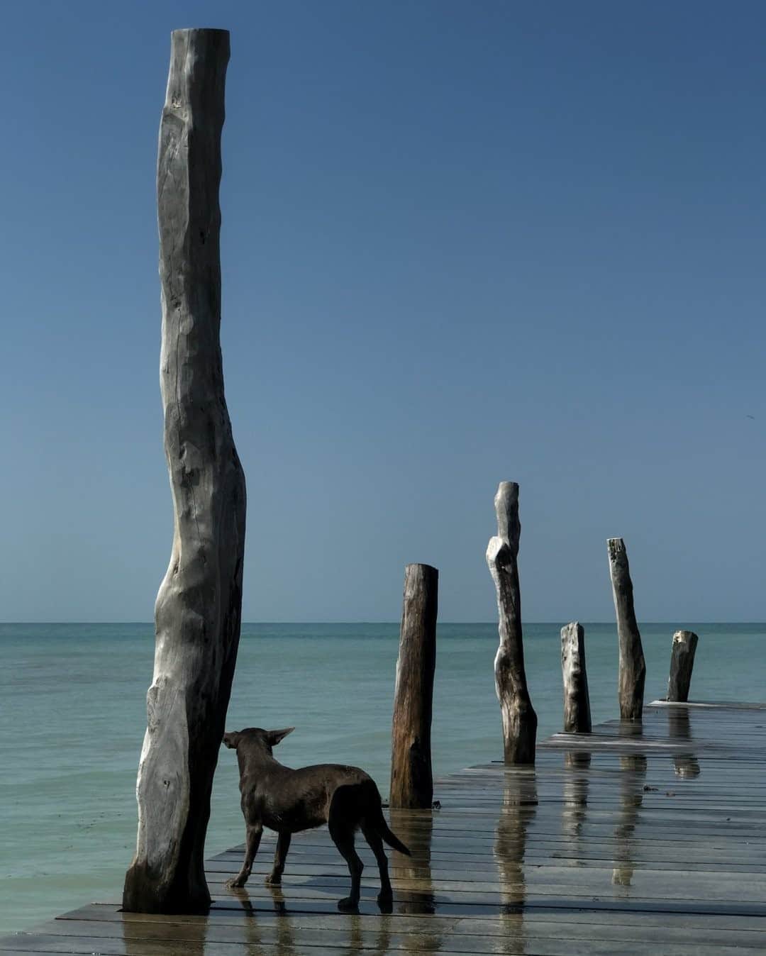 National Geographic Travelさんのインスタグラム写真 - (National Geographic TravelInstagram)「Photo by @juancristobalcobo  A dog stands on a pier looking out to the waters of the Caribbean Sea on Isla Fuerte in northern Colombia. #colombia #caribbeansea #islafuerte」9月13日 1時06分 - natgeotravel