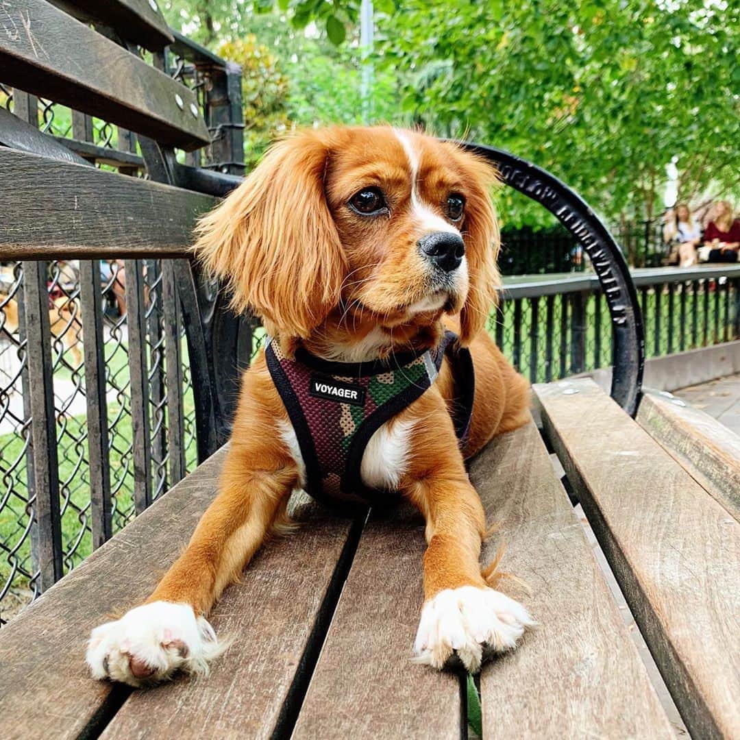 Ilana Wilesさんのインスタグラム写真 - (Ilana WilesInstagram)「Frankie update! This is her first visit to the Tompkins Square dog park. We thought she’d be so excited to make other dog friends but she spent the whole time clinging to a park bench 😂 Once we put her leash back on and walked out of the park, she was sniffing every dog butt she could find like usual. 🤷🏻‍♀️ Also, funny story. A lot of people have been suggesting a retractable leash to help with Frankie’s problem of careening back and forth across the sidewalk to every little sight and smell, and then getting the leash tangled underneath her legs. We already tried one. Frankie is terrified of it. I think she didn’t like the retracting sound, but I kept using it, thinking she would get used to it. Then, one day at the house, I had just clipped it on and she ran away abruptly. I tried to hang on but she was so fast, it fell out of my hands onto the ground and then retracted, which meant it basically hurtled toward her at the speed of light, making a horrific plastic against gravel sound. Frankie (now even more terrified) tried to out run it, but of course the leash retracted right to her collar and followed closely behind her (along with the horrible noise) wherever she ran. Let’s just say, it was a very dramatic three minutes in which all Frankie’s retractable leash fears came true. Now whenever she sees it, she runs immediately into her crate and won’t come out. So. We will just hold her current leash shorter! On a more positive note, Frankie spent five days in the city and only had one minor accident on her first day. I think we actually trained her! Just in time to save my new rugs. Phew.」9月13日 1時17分 - mommyshorts