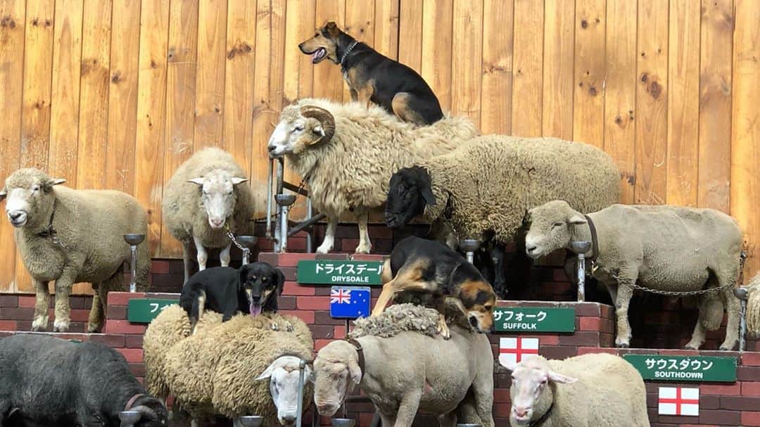 池田彩さんのインスタグラム写真 - (池田彩Instagram)「牧羊犬ほんま賢いなー🐕 羊はずっとエサ食べてたなー🐑  このショー見た後のジンギスカンは、いつもいじょうに「いただきます🙏」に心をこめました。  #牧羊犬 #羊 #ジンギスカン #マザー牧場」9月13日 12時46分 - aya_ikeda_official