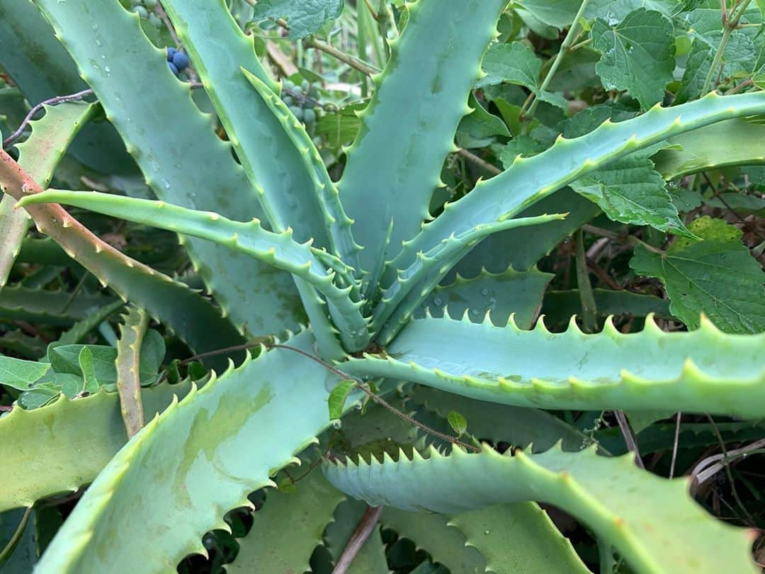 井浦新さんのインスタグラム写真 - (井浦新Instagram)「海辺の植物のリザード感」9月13日 11時31分 - el_arata_nest