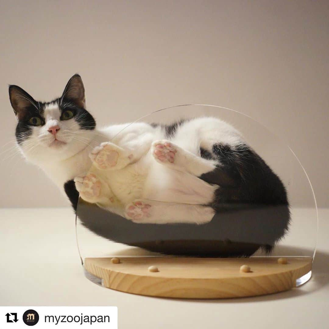 南青山LIFEStyleさんのインスタグラム写真 - (南青山LIFEStyleInstagram)「. 猫ちゃんの肉球や、様子を観察できる 透明のキャットウォークがすごく可愛い！ . #Repost @myzoojapan @repostapp・・・  . . 僕の裏側はそんなに面白いにゃ？ . #myzoojapan#roundlackclearステップ#キャットウォーク#キャットステップ#肉球#にくきゅう#猫 #ねこ部 #ねこら部 #ねこすたぐらむ #ふわもこ部 #ペコねこ部 #のらねこ部 #ねこ好き #ねこもふ団 #ねこばか #ねこバカ #しろくろねこ #みけねこ #ねこちゃん #ねこさん #でぶねこ #ねこらぶ #ネコ #ネコ部 #ネコ好き #ネコバカ」9月13日 11時48分 - man_favori