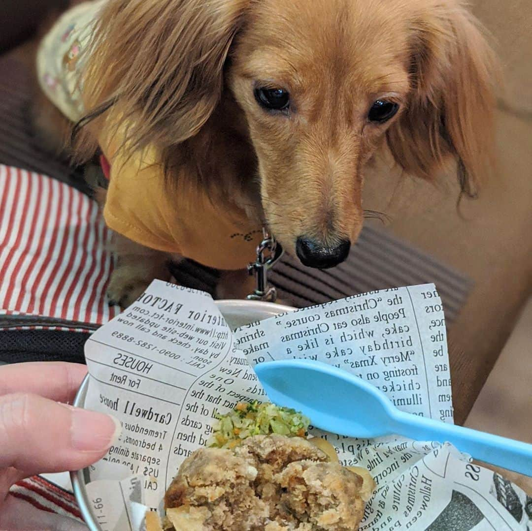 大見さなえさんのインスタグラム写真 - (大見さなえInstagram)「BBQスペアリブ🍖ペット可🐶﻿ 『GRILL & BAR うしすけ ヴィーナスフォート店』﻿ ﻿ 大ぶりなBBQスペアリブ2本！！﻿ 濃い目のソースと肉肉しさで食べ応えあり(*´꒳`*)🍖﻿ ﻿ チョリソー＆マッシュルームのアヒージョは﻿ チョリソーのピリ辛さでお酒すすむ🍺🔥おつまみに🙆‍♀️﻿ ﻿ ちなみにヴィーナスフォートの1階はペット可のフロアがあって﻿ お散歩させながら店内を見ることができます✨﻿ ﻿ 店内半分以上がワンちゃん連れ🐕﻿ わんちゃん用のメニューもあって﻿ ワンバーグ  520円を選択✨﻿ 牛豚合いびき肉、おから、鶏卵、りんご、小麦粉を使用！﻿ 我が家の愛犬も食べっぷり良かった🐶﻿ ﻿ その他BBQプランの食べ放題3500円(税込)もあるので﻿ 気軽に室内でBBQ楽しむのも🙆‍♀️﻿ ﻿ ーーーーーーーーーーーーーーー﻿ 住所﻿ 東京都江東区青海1-3-15 ヴィーナスフォート 1F﻿ ☎︎050-5596-5985 予約可﻿ 交通手段 ﻿ ゆりかもめ 青海駅 徒歩1分﻿ ﻿ 営業時間﻿ [月～日・祝]﻿ 11:00～23:00(L.O22:00)﻿ 現在11:00〜21:00で営業。﻿ ﻿ [ランチメニュー]﻿ 11:00～15:00﻿ 日曜営業﻿ 定休日　年中無休﻿ (コロナの影響で変更の可能性あり)﻿ 予算 ﻿ Dinner￥2,000～￥2,999﻿ Lunch￥1,000～￥1,999﻿ ﻿ #スペアリブ﻿ #いぬすたぐらむ #愛犬 #犬のいる暮らし﻿ #めぐログ_お台場 #お台場グルメ﻿ #お台場ペット可レストラン #お台場﻿ #青海 #めぐログ_青海 #カニーヘンダックス」9月13日 11時58分 - tabe_megumi