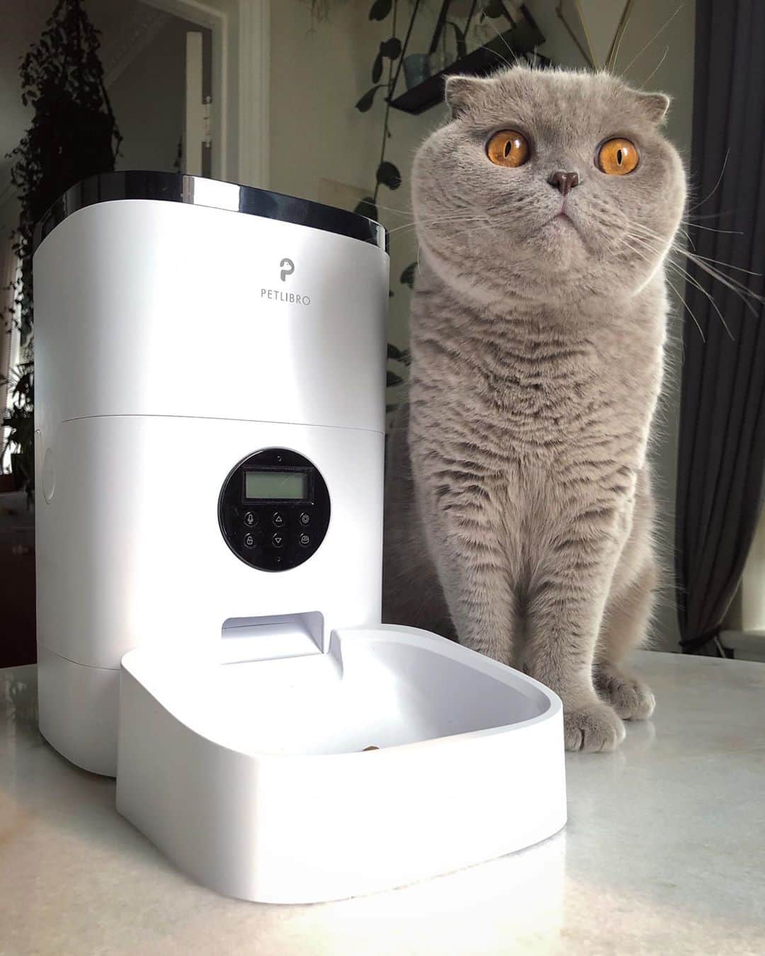 Millaさんのインスタグラム写真 - (MillaInstagram)「🥳 CONGRATS 🎉 @kimmetry on winning your own @petlibro automatic pet feeder! 🎁 USE CODE: MILLA to get 20% off your own! 🏷 Thank you to everyone who entered and BIG THANK YOU to Pet Libro! 💕 #WinnerWinnerChickenDinner #MillaTheCat #PerLibro #Caturday」9月13日 11時55分 - millathecat