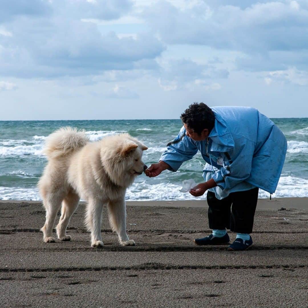 わさおのインスタグラム：「Memories of Sep-13-2009. part3 2009年の今日、撮影。  写真というタイムマシンで過去に行き。  #busakawa #longhair #longcoat #akita #akitainu #dog #wasao #wasao_recollection #ぶさかわ #長毛 #秋田犬 #わさお #わさお追憶 #わさお思い出」
