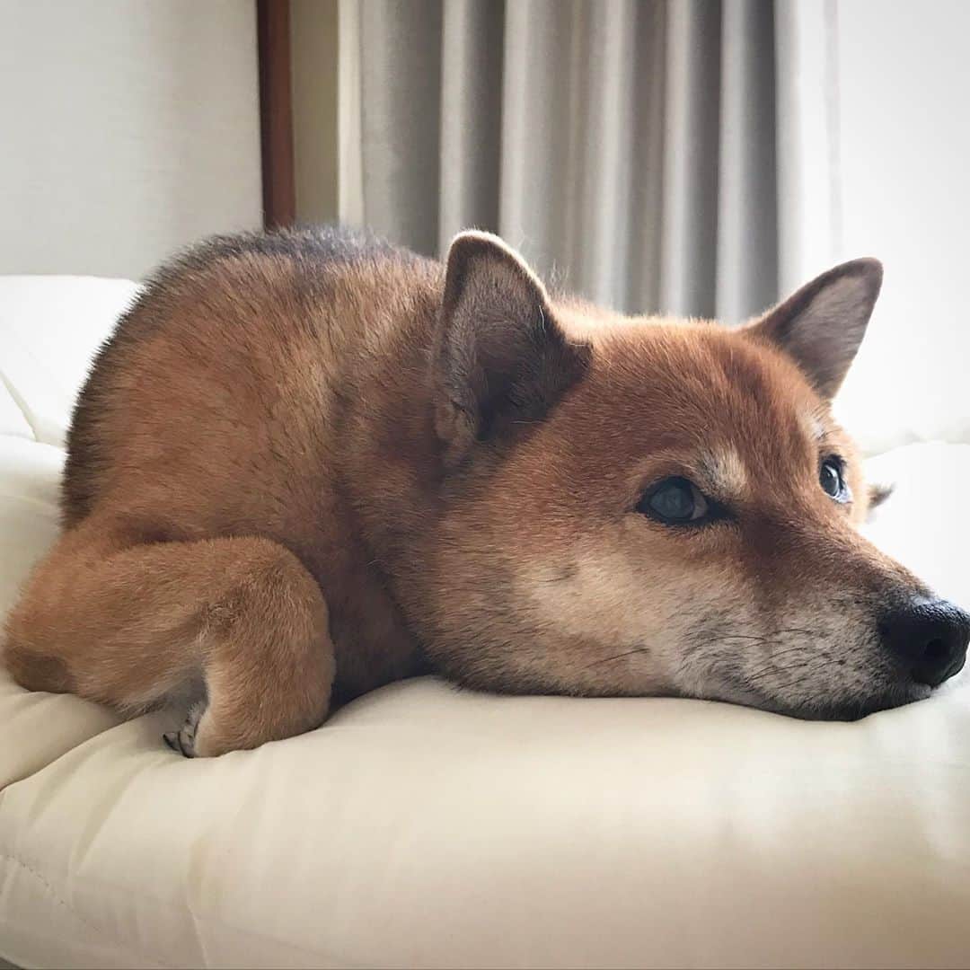 柴犬はなこ Shibainu Hanakoさんのインスタグラム写真 - (柴犬はなこ Shibainu HanakoInstagram)「ぐにゃり。なんか腕が人っぽい😆#shiba #dog #shibainu #柴犬 #犬」9月13日 12時36分 - kiki_beee