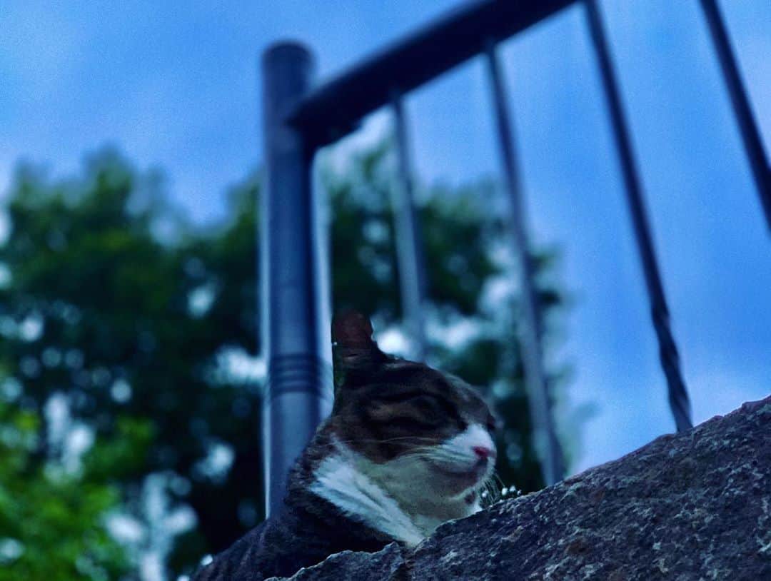 金廣真悟さんのインスタグラム写真 - (金廣真悟Instagram)「. こないだの高尾山登山。 山頂でずっと暇だったので、空と猫ばかり見ていた。」9月13日 12時37分 - shingo_kanehiro