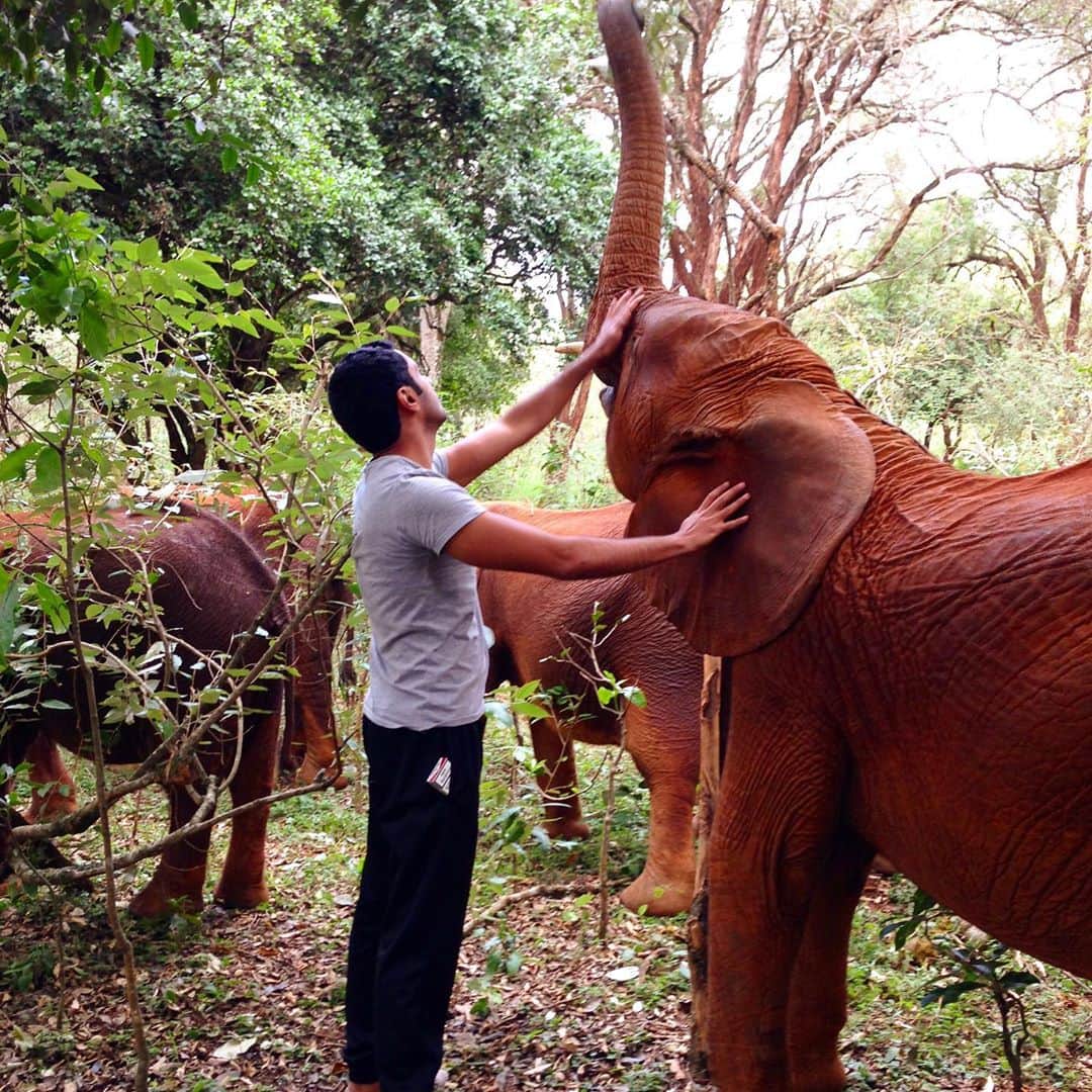 سعودのインスタグラム：「Elephant 🐘」