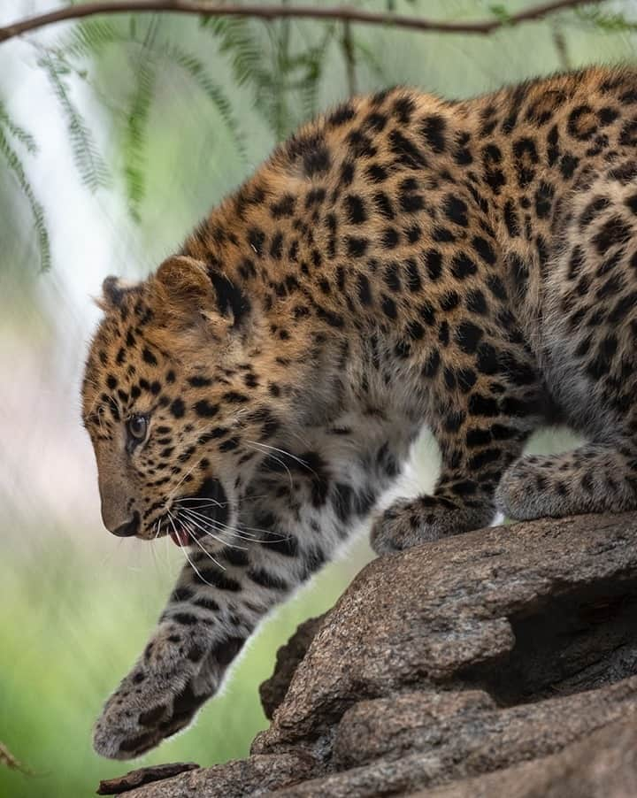 San Diego Zooさんのインスタグラム写真 - (San Diego ZooInstagram)「Purrowling down the catwalk to say Happy #Caturday」9月13日 4時00分 - sandiegozoo