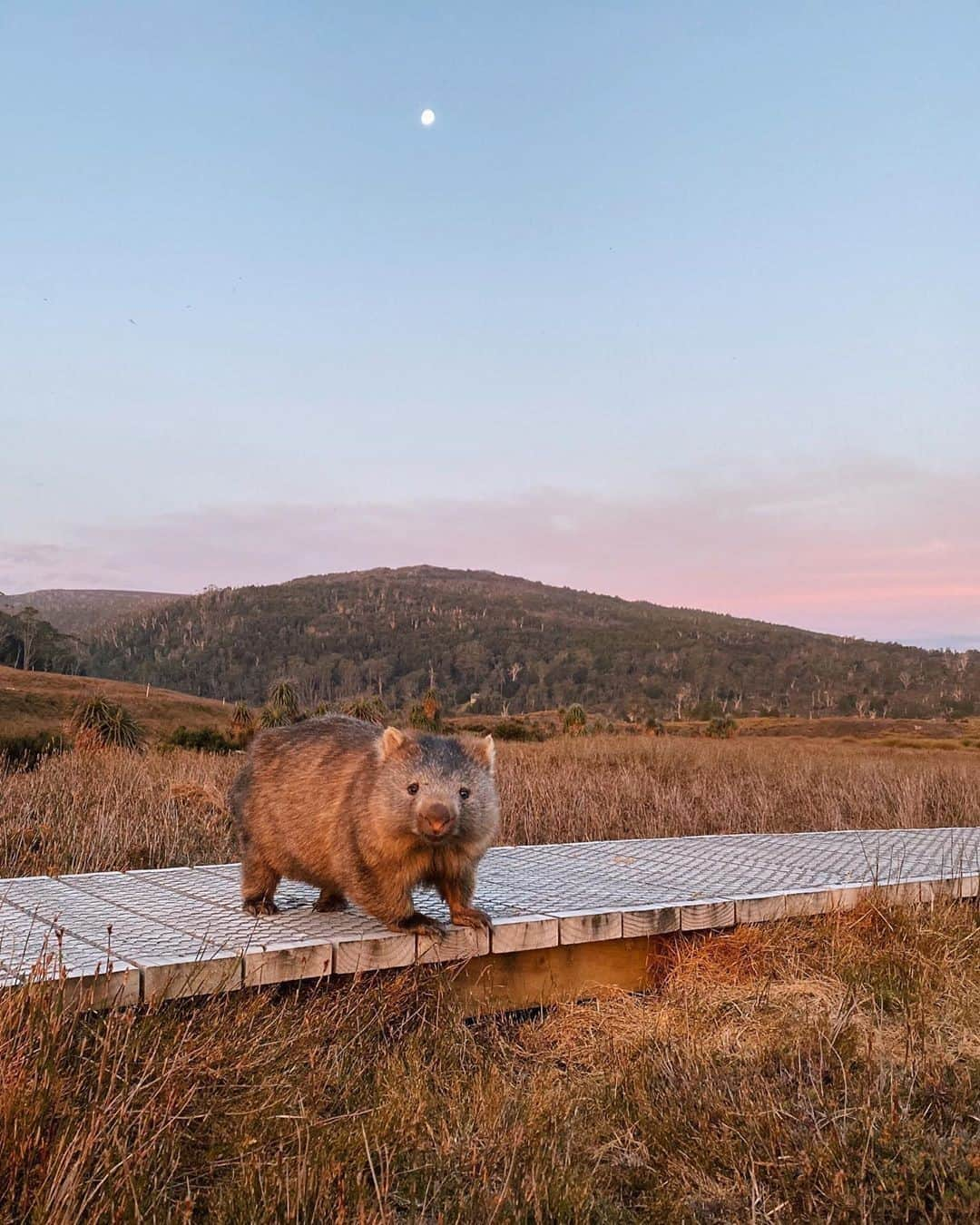 Australiaさんのインスタグラム写真 - (AustraliaInstagram)「Wally’s taking full advantage of the soft lighting to capture his new profile picture 😉 ⁣@hugowalton spotted this curious local striking a pose at #sunset in the Cradle Mountain-Lake St Clair National Park in @tasmaniasnorthwest. Home to some of @tasmania’s most renowned walking trails, it’s no surprise that even the resident #wombats like to make the most of them! One of the most popular walks in the area is the the #OverlandTrack which is a six-day alpine walk through this magnificent @tasmaniaparks national park. For your next #Tassie quick fix, we suggest putting it on your future bucket list. #seeaustralia #discovertasmania #tassiestyle」9月13日 5時00分 - australia