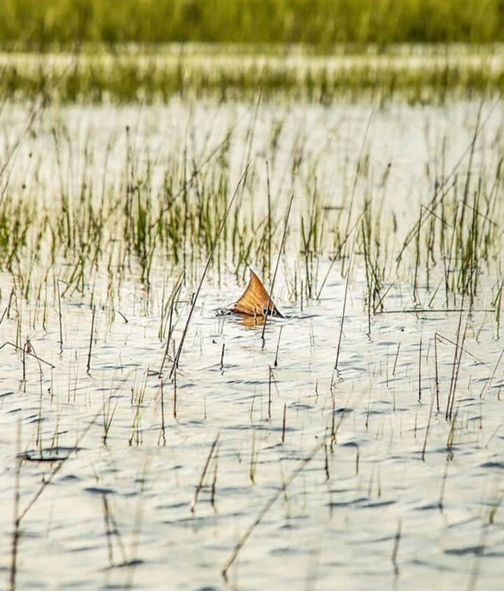 Costa Sunglassesのインスタグラム：「Tails up in the flood. 📷 : @tbfreund #SeeWhatsOutThere #BornOnTheWater」