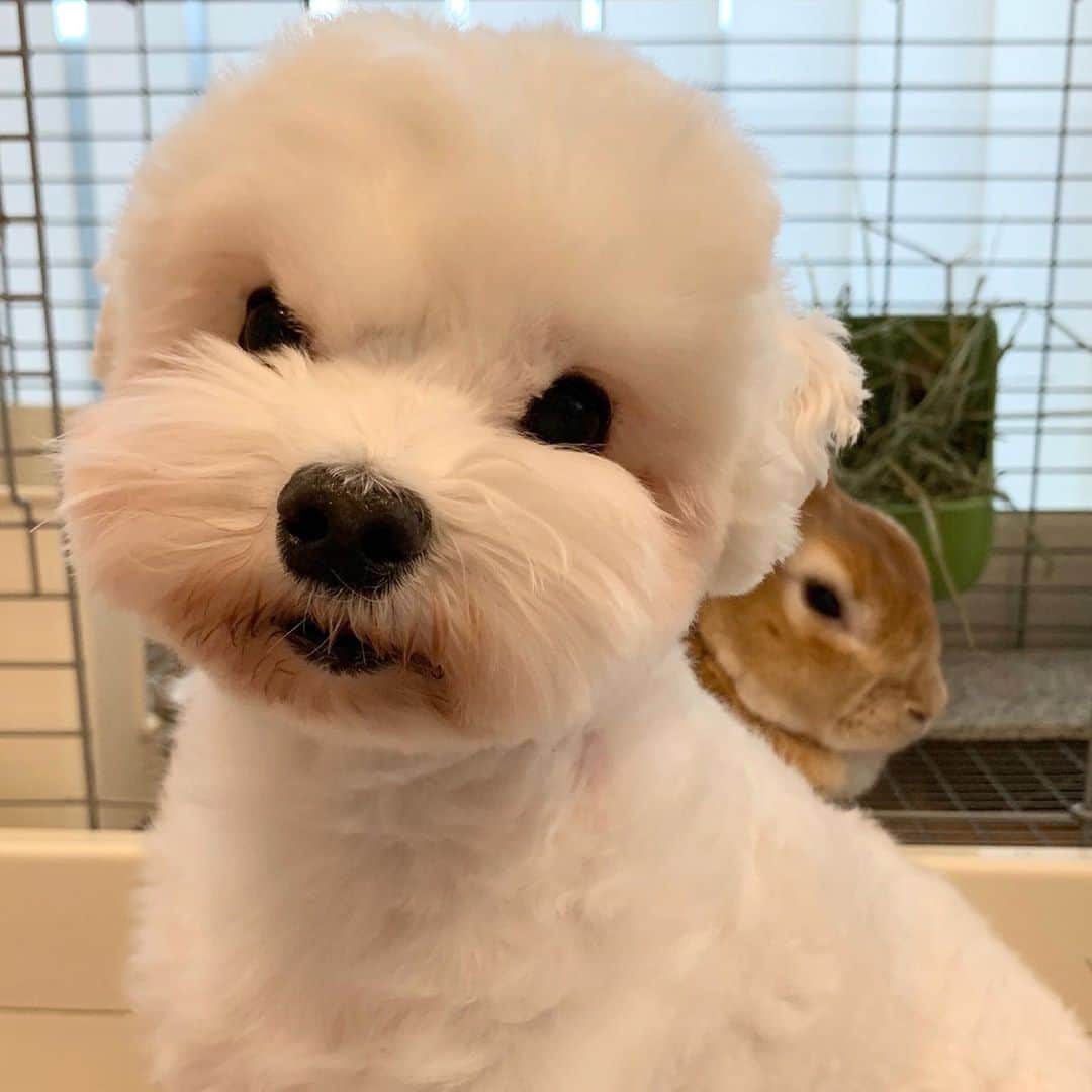 セロリのインスタグラム：「【もちいく】 もちこが優しいんだよなぁ。 ホントにおっとりした子です。 男同士、仲良くしてね(笑) #maltese #マルチーズ #アレルギー #うさぎ #rabbit #prfm #popfestival #コロナに負けるな」