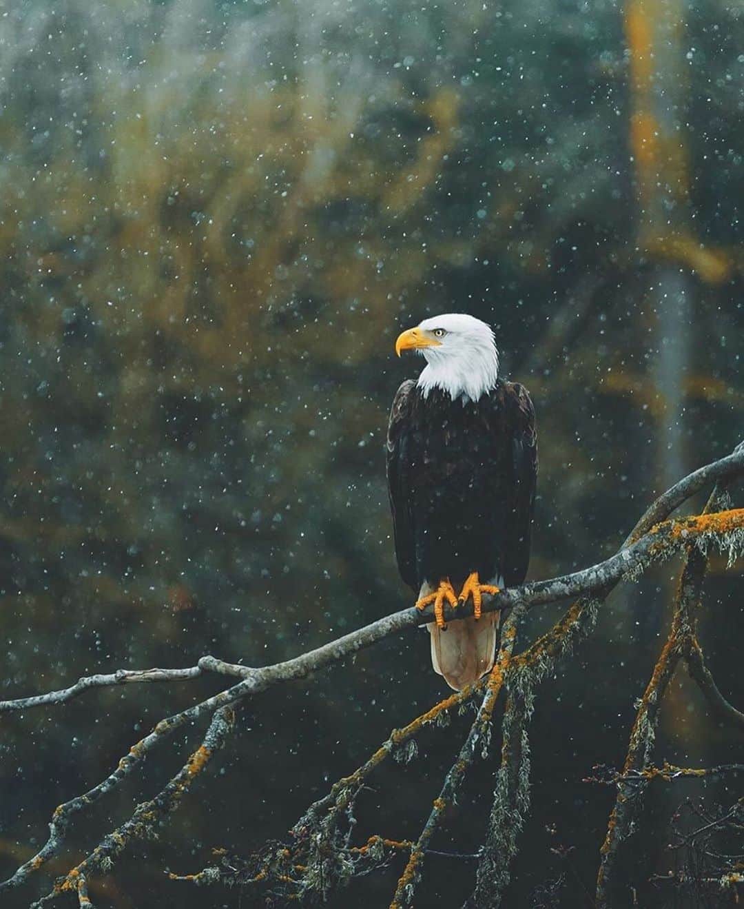 Canon Photographyさんのインスタグラム写真 - (Canon PhotographyInstagram)「A stunning bald eagle 🦅  Photography // @charlysavely Curated by @steffeneisenacher  #eagle #baldeagle #wildlifephotography #washingtonstate #snowfall」9月13日 7時22分 - cpcollectives