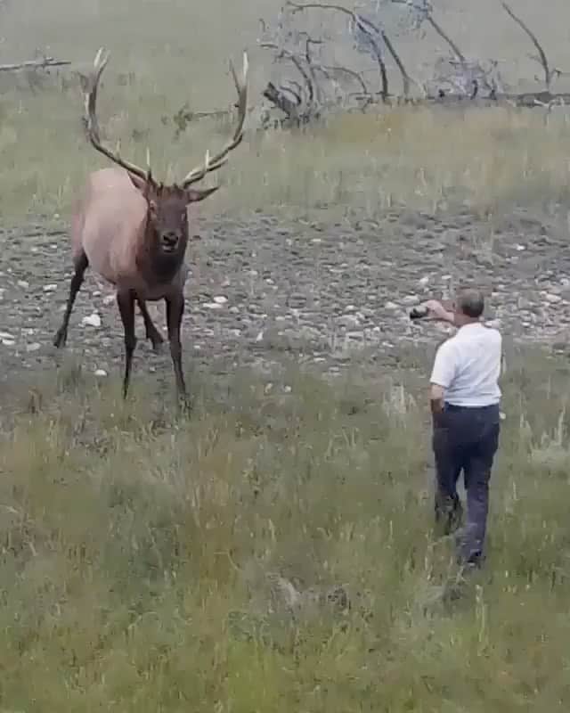 WildLifeのインスタグラム：「What not to do whilst out in the great outdoors! What’s the dumbest thing you’ve ever seen a tourist do?  Video by @kn.wildlife wildlife (#Canada parks ask you to maintain a minimum 30 metre (100ft) from Deer, Elk, Moose.)」