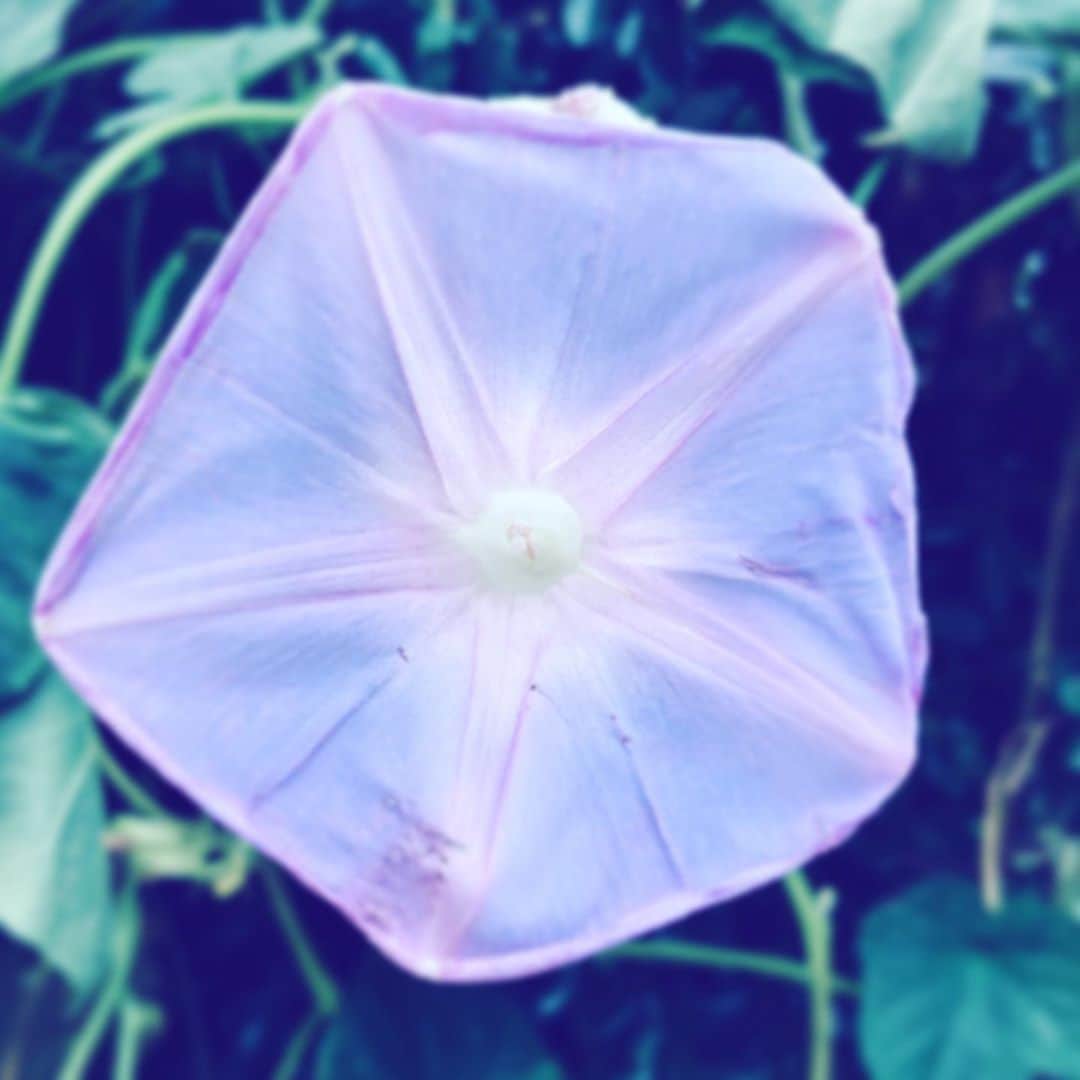 中野敬久さんのインスタグラム写真 - (中野敬久Instagram)「#flower #flowersoflife #purple #hope #openup」9月13日 8時01分 - hirohisanakano