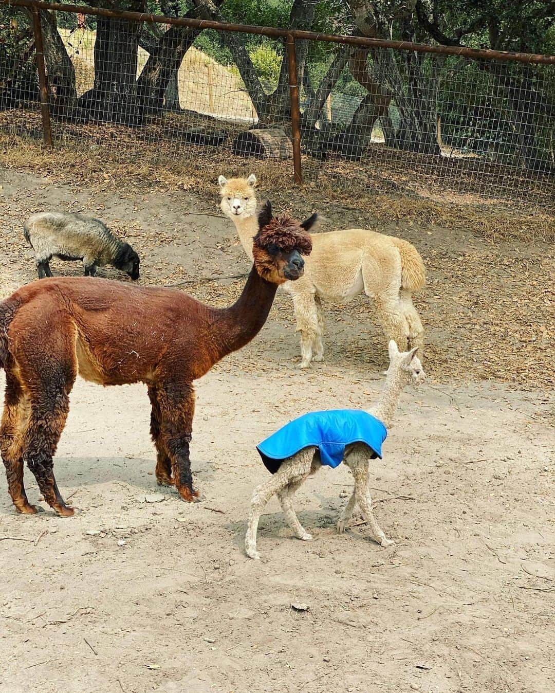 クリス・バーカードさんのインスタグラム写真 - (クリス・バーカードInstagram)「2020 just got a whole lot better. Mistal our Alpaca gave birth to a healthy female cria this morning. She is small weighing in at ~10-12lbs but seems to be resilient & happy despite Mistal not producing much Milk yet. Brea was there to play midwife as it all happened. What a gift and a miracle it was. Suzy seems about as uncomfortable as it gets and we think she will give birth in the next 48 hours !」9月13日 8時01分 - chrisburkard