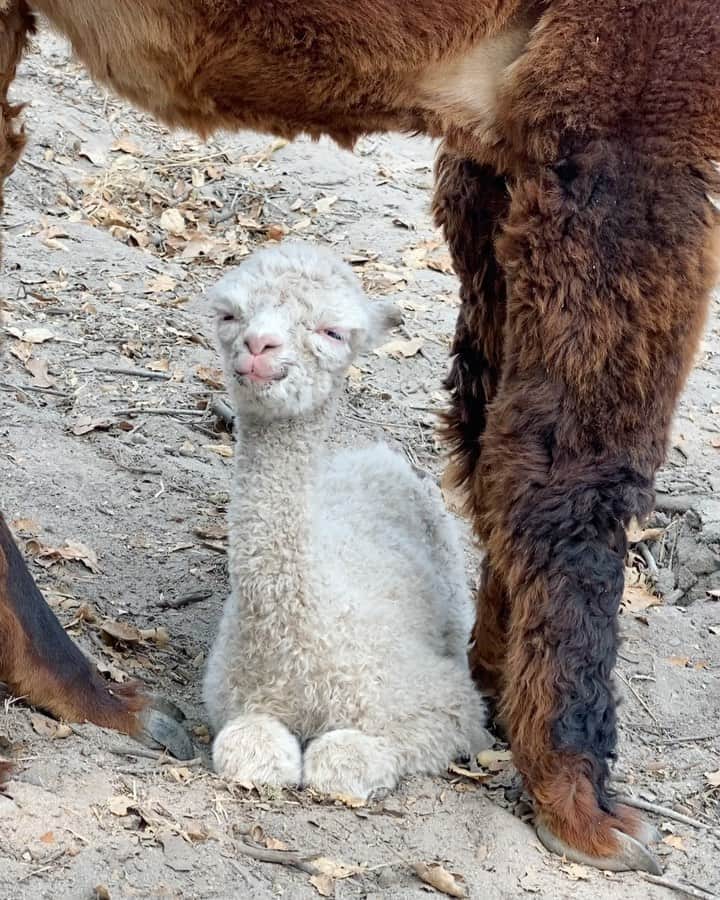クリス・バーカードのインスタグラム：「2020 just got a whole lot better. Mistal our Alpaca gave birth to a healthy female cria this morning. She is small weighing in at ~10-12lbs but seems to be resilient & happy despite Mistal not producing much Milk yet. Brea was there to play midwife as it all happened. What a gift and a miracle it was. Suzy seems about as uncomfortable as it gets and we think she will give birth in the next 48 hours !」