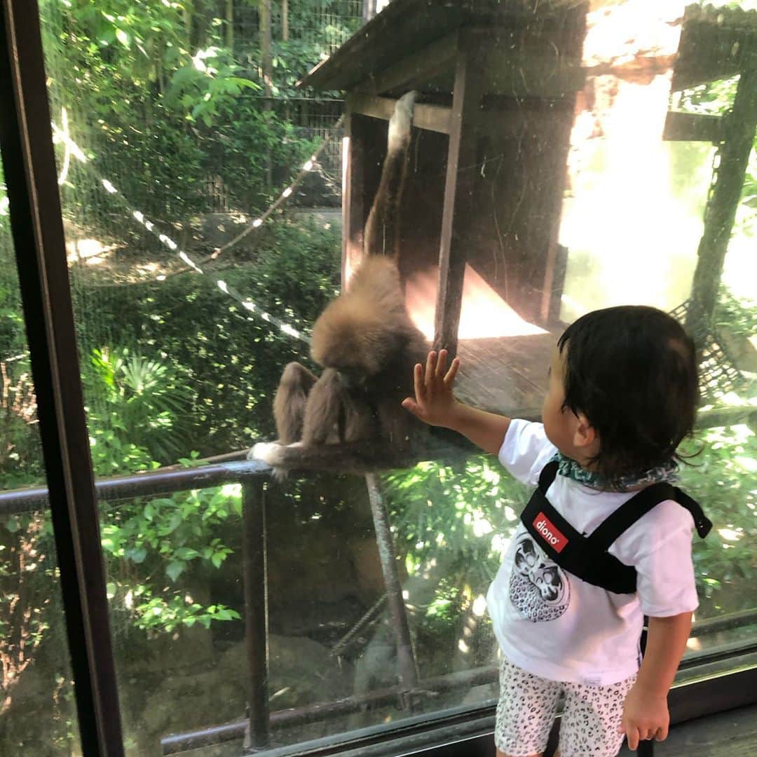 森本容子さんのインスタグラム写真 - (森本容子Instagram)「9月なのに暑くて園内半分まわって退散の時の写真。 1歳9ヶ月の息子はやっと動物園を楽しめるようになってきましたが、楽しみ方が独特で、きかんしゃトーマスのお話に出てきた動物は覚えていて盛り上がり、ほぼジェスチャーでその動物とトーマスのエピソードを再現するという楽しみ方😅新しい。 息子はカリアングのキッズTシャツ。ハーネスつけてます。（ハーネスについては賛否両論ありますが、誰が何と言おうと息子の安全第一に、イリュージョンか！！という早さで何でもすり抜ける息子の命づな😁） 私はナイキのTシャツの袖を切ったものと、ワンピースは地元のイオンで購入したもの。親子で首に結んでいるのは、手ぬぐいを切って水で濡らしたのを巻いています。どんなものより、手ぬぐいを濡らすのが1番涼しいし、衛生的に保てるので我が家は手ぬぐい派。  【 【森本容子セレクト オンラインストア】http://ymdo.tokyo ※新作お知らせから発売開始時間までも【在庫切れ】と表示されておりますので注意ください。  ※商品のお問い合わせ、質問はオンラインストアへお願い致します。  @kariangofficial @ymdoshop @bankertokyo @yocomorimoto #bankertokyo #ymdoshop #kariang #tokyo #denim #japanmade #カリアング#レディスウェア#今日のコーデ#カットソー#コーディネート#森本容子#キッズウエア #マタニティウエア #マタニティ#マタニティコーデ #がんばれ高齢出産 #fashion #yocomorimoto  #1歳 #40代  #手ぬぐい #かまわぬ」9月13日 8時04分 - yocomorimoto