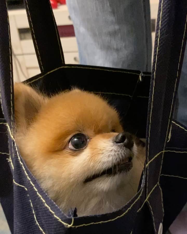 RIO POMEのインスタグラム：「はびたん…  帰らないで〜🥺  どんだけ好きやねん🐶  さんぽ…  あいかわらず反応しちゃうね🐶  #ポメラニアン #pomeranian  #犬 #dog #dogstagram#doglover #愛犬 #わんこ #ポメラニアン大好き #ポメラニアンが世界一可愛い #pom #ぽめらにあん #ポメ#pomeraniansofinstagram  #pomeranianlove #ふわもこ部 #いぬバカ部 #癒しわんこ#instapic#pomstagram #puppy #dogsofinstagram #cute#cutedog」
