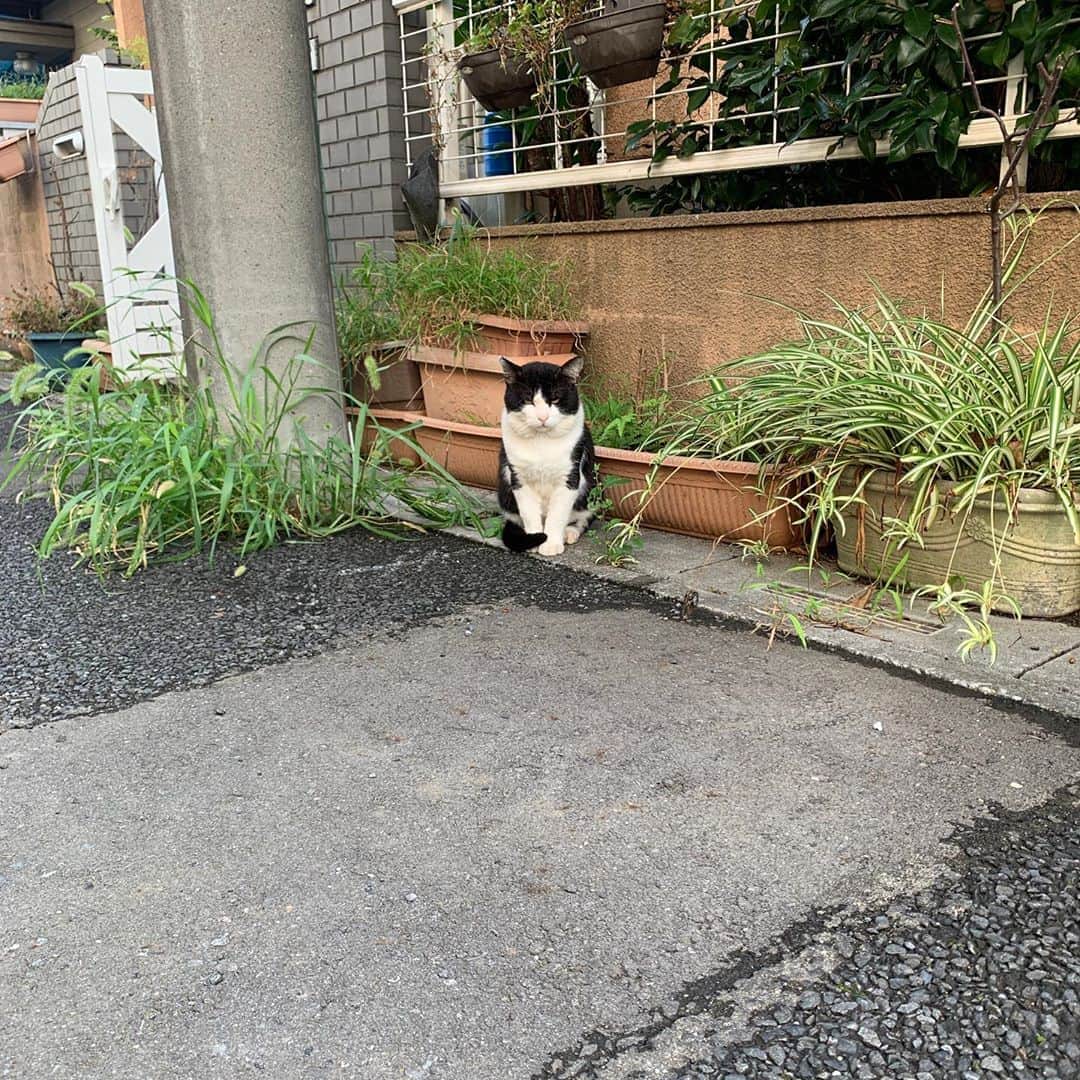 Kachimo Yoshimatsuさんのインスタグラム写真 - (Kachimo YoshimatsuInstagram)「おはよう‼︎イカスミ‼︎ Good Morning Ikasumi!! 来た〜！9/7の朝食べて以来の来店。 いっぱい食べて行きました。 #うちの猫ら #イカスミ #ikasumi #猫 #ねこ #cat #ネコ #catstagram #ネコ部 http://kachimo.exblog.jp」9月13日 8時38分 - kachimo