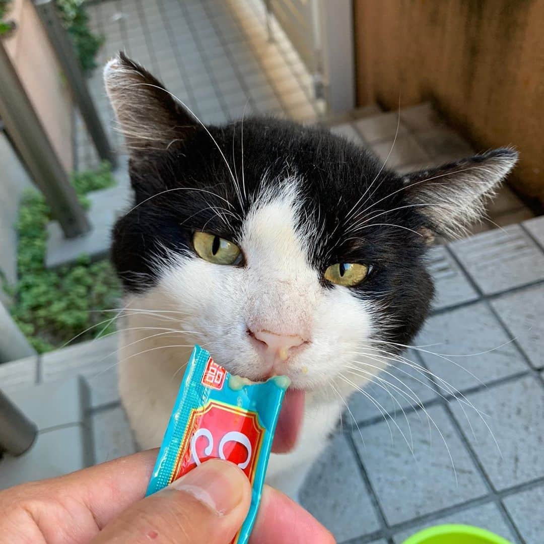 Kachimo Yoshimatsuさんのインスタグラム写真 - (Kachimo YoshimatsuInstagram)「おはよう‼︎イカスミ‼︎ Good Morning Ikasumi!! 来た〜！9/7の朝食べて以来の来店。 いっぱい食べて行きました。 #うちの猫ら #イカスミ #ikasumi #猫 #ねこ #cat #ネコ #catstagram #ネコ部 http://kachimo.exblog.jp」9月13日 8時38分 - kachimo
