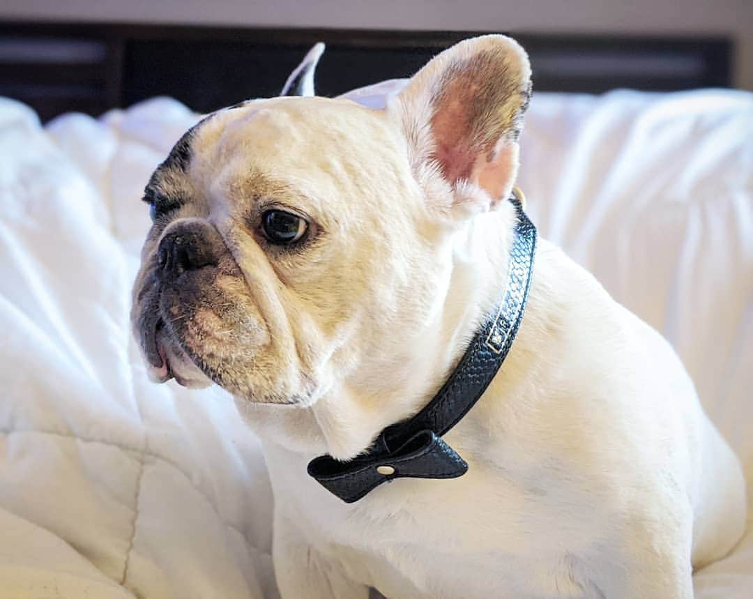 Manny The Frenchieのインスタグラム：「My new Tinder profile pic 😉 . . NEW vegan leather collar from @frenchie_bulldog!  Remember to use my name to save some 💰!」