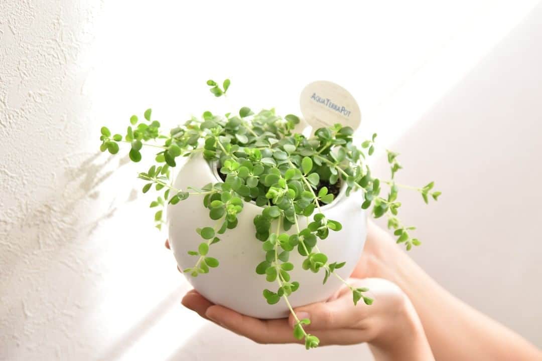 LOVEGREEN -植物と暮らしを豊かに。さんのインスタグラム写真 - (LOVEGREEN -植物と暮らしを豊かに。Instagram)「［ペペロミアイザベラ］ . 肉厚の小さな葉が可愛い！！ペペロミアイザベラ。 . 小型の種類が多く、多肉質の葉を持ち、管理しやすい人気のインテリアグリーン「ペペロミア」。 その中でもペペロミアイザベラは葉が小さく、明るいグリーンが目を惹く品種です。 . 下に垂れるように生長していくので ハンギングにしても◎ . ボリュームたっぷりのグリーンは、お部屋のインテリアのアクセントになること間違いなし！ 好きな飾り方を探す楽しみだってあります。 あなたのお部屋に合わせてインテリアとのコーディネートを楽しみましょ . LOVEGREEN STOREではペペロミアイザベラを販売中！ 詳しくはプロフィール @lovegreen_official のURLよりご覧ください🌿 . . #ペペロミア #ペペロミアイザベラ #人気の観葉植物 #定番観葉植物 #人気 #定番 #育てやすい #観葉植物初心者 #園芸初心者  #園芸雑貨 #観葉植物 #観葉植物のある暮らし #グリーンのある暮らし #インドアグリーン #緑のある生活 #観葉植物初心者 #観葉植物が好き #シンプルな暮らし #シンプルライフ #暮らしを楽しむ #日々の暮らし #賃貸暮らし #マンション暮らし #植物のある暮らし #植物のある生活 #植物と暮らす  #観葉植物インテリア #インテリア好き #インテリア植物 #インテリア」9月13日 9時00分 - lovegreen_official