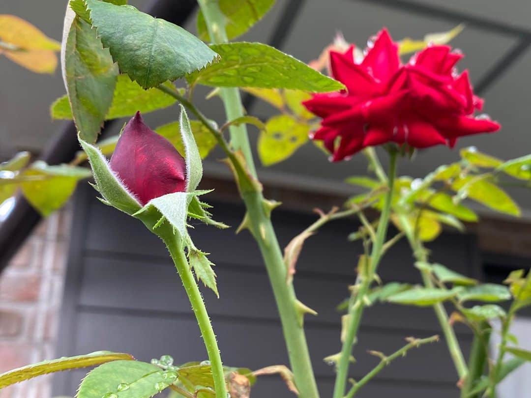 岡部晴彦さんのインスタグラム写真 - (岡部晴彦Instagram)「#バラ日記 #roses 137日目　曇り  フランソワーズゴジャール  シャルルドゴール イングリッドバーグマン ×2 バレリーナ  #roses🌹 #rosestagram #rose」9月13日 9時20分 - hal_96