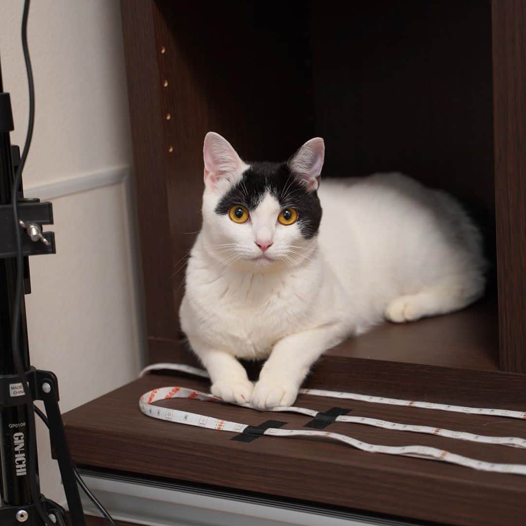 KAZUYAさんのインスタグラム写真 - (KAZUYAInstagram)「今日のにゃんこ17。 入るかなと思って本棚のスペースを開放したら、期待通り入ってくれました。 #猫 #猫のいる暮らし #cat」9月13日 9時21分 - kazuya.hkd