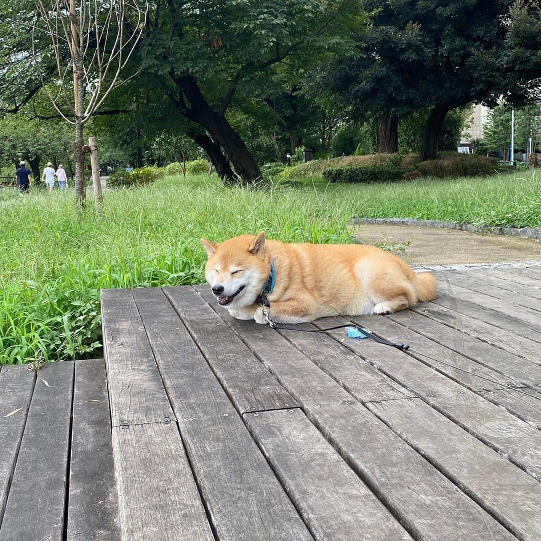 まる（まるたろう）さんのインスタグラム写真 - (まる（まるたろう）Instagram)「Good morning!✨🐶✨涼しいからここで見張ってるね〜 #根津の平和を守る #パパは先に帰ってて #夕方お迎えに来てくれたら嬉しい #安心してください #帰巣本能ありますから」9月13日 9時37分 - marutaro