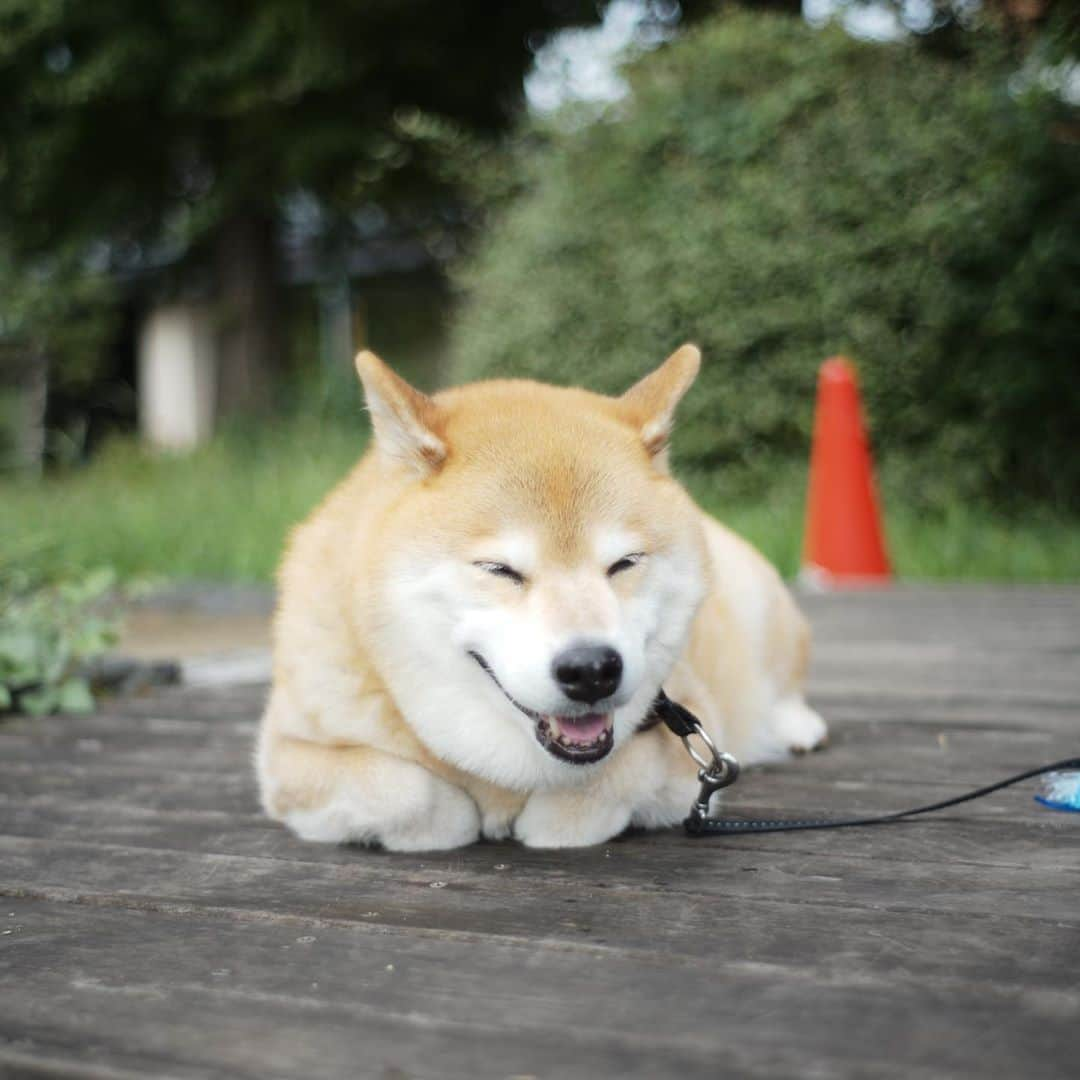 まる（まるたろう）さんのインスタグラム写真 - (まる（まるたろう）Instagram)「Good morning!✨🐶✨涼しいからここで見張ってるね〜 #根津の平和を守る #パパは先に帰ってて #夕方お迎えに来てくれたら嬉しい #安心してください #帰巣本能ありますから」9月13日 9時37分 - marutaro