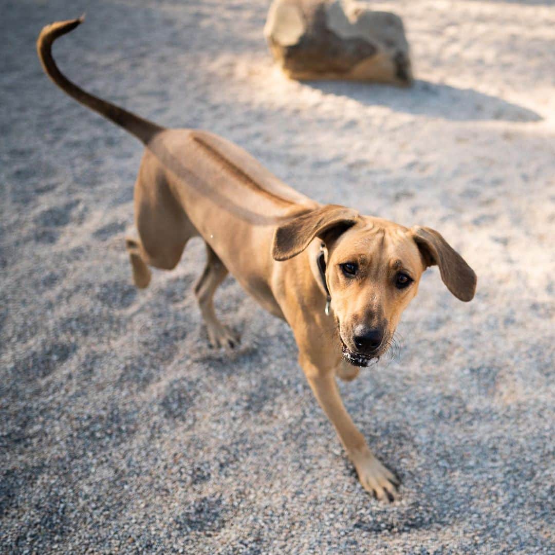 The Dogistさんのインスタグラム写真 - (The DogistInstagram)「Aza, Rhodesian Ridgeback (14 m/o), Barnstable Dog Park, Hyannis, MA • “She’s not a morning dog. She’d sleep past ten if she could. Any toy that says ‘indestructible’ on it we laugh at – they usually last an hour.”」9月13日 9時38分 - thedogist