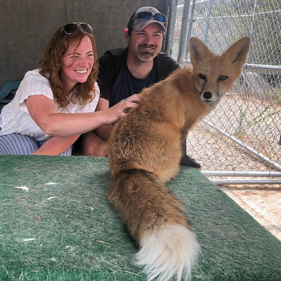 Rylaiさんのインスタグラム写真 - (RylaiInstagram)「Encounter Saturday was an amazing day of canid love!  We had a full house of volunteers today ready to help us create a magical center #ittakesavillage  . Melissa and @bookkeepingrox helped with the encounters! Rox brought strawberries, cucumbers and berries for the foxes and they were so excited they pooped and peed on them!!  . @danisharkdodo helped weld one of the few remaining perimeter fences we need and worked with @_e_clare on developing educational programs while her son Nico protected us from the swarm of bees!!  . Clay and Cathy rocked it by creating a paver path in the front of the center and leaving space for us to plant our peonies!!  . Dave and @gregcraighandcrafted worked on the training room putting up more trusses!!  . And a special treat, Dr. Annie Petersen from the Association for Human-Animal Bond Studies came by to do an interview!!  . It was an extremely successful day at the center!! Thank you to everyone that continues to support the center and your help in creating a path for healing!  . . . . #encountersaturday  #foxes foxencounter #animalencounter #animals #wolves  #wolf #ngsd #singers #volunteers #growth #support #healing #animalresearch #lovefoxes #foxesofig #belyaevfoxes」9月13日 9時58分 - jabcecc