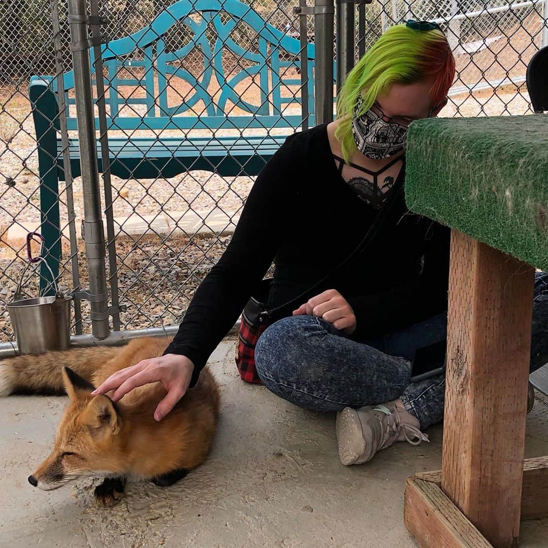 Rylaiさんのインスタグラム写真 - (RylaiInstagram)「Encounter Saturday was an amazing day of canid love!  We had a full house of volunteers today ready to help us create a magical center #ittakesavillage  . Melissa and @bookkeepingrox helped with the encounters! Rox brought strawberries, cucumbers and berries for the foxes and they were so excited they pooped and peed on them!!  . @danisharkdodo helped weld one of the few remaining perimeter fences we need and worked with @_e_clare on developing educational programs while her son Nico protected us from the swarm of bees!!  . Clay and Cathy rocked it by creating a paver path in the front of the center and leaving space for us to plant our peonies!!  . Dave and @gregcraighandcrafted worked on the training room putting up more trusses!!  . And a special treat, Dr. Annie Petersen from the Association for Human-Animal Bond Studies came by to do an interview!!  . It was an extremely successful day at the center!! Thank you to everyone that continues to support the center and your help in creating a path for healing!  . . . . #encountersaturday  #foxes foxencounter #animalencounter #animals #wolves  #wolf #ngsd #singers #volunteers #growth #support #healing #animalresearch #lovefoxes #foxesofig #belyaevfoxes」9月13日 9時58分 - jabcecc